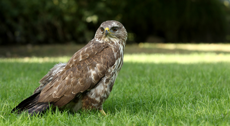 Buzzard