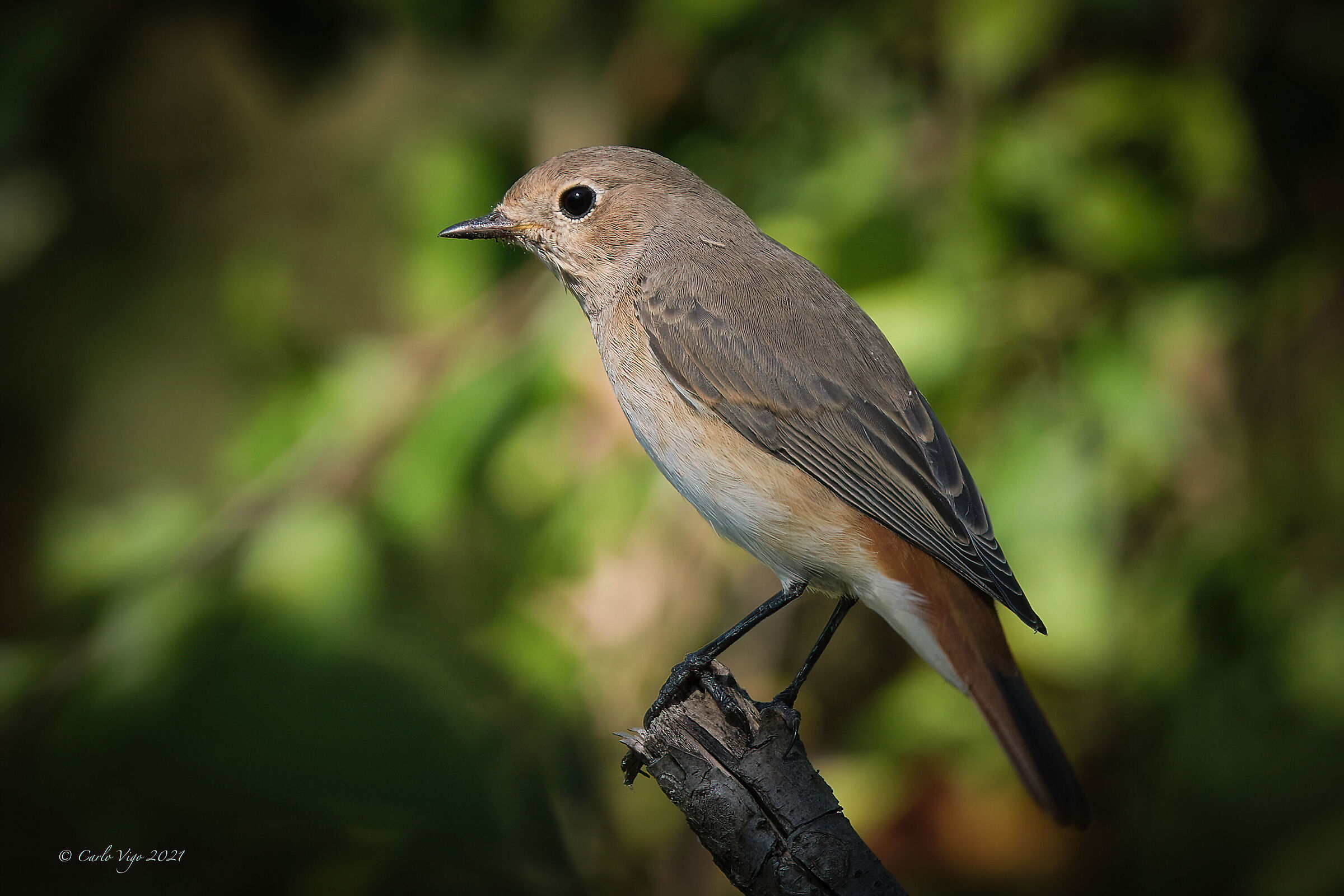 Redstart (F)