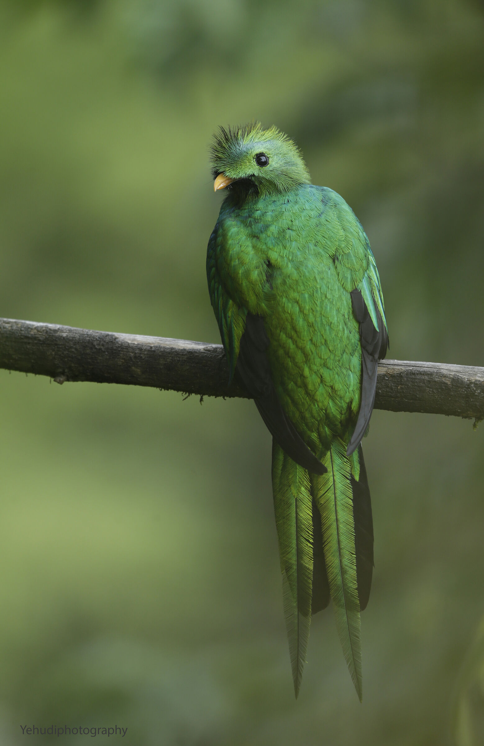Quetzal