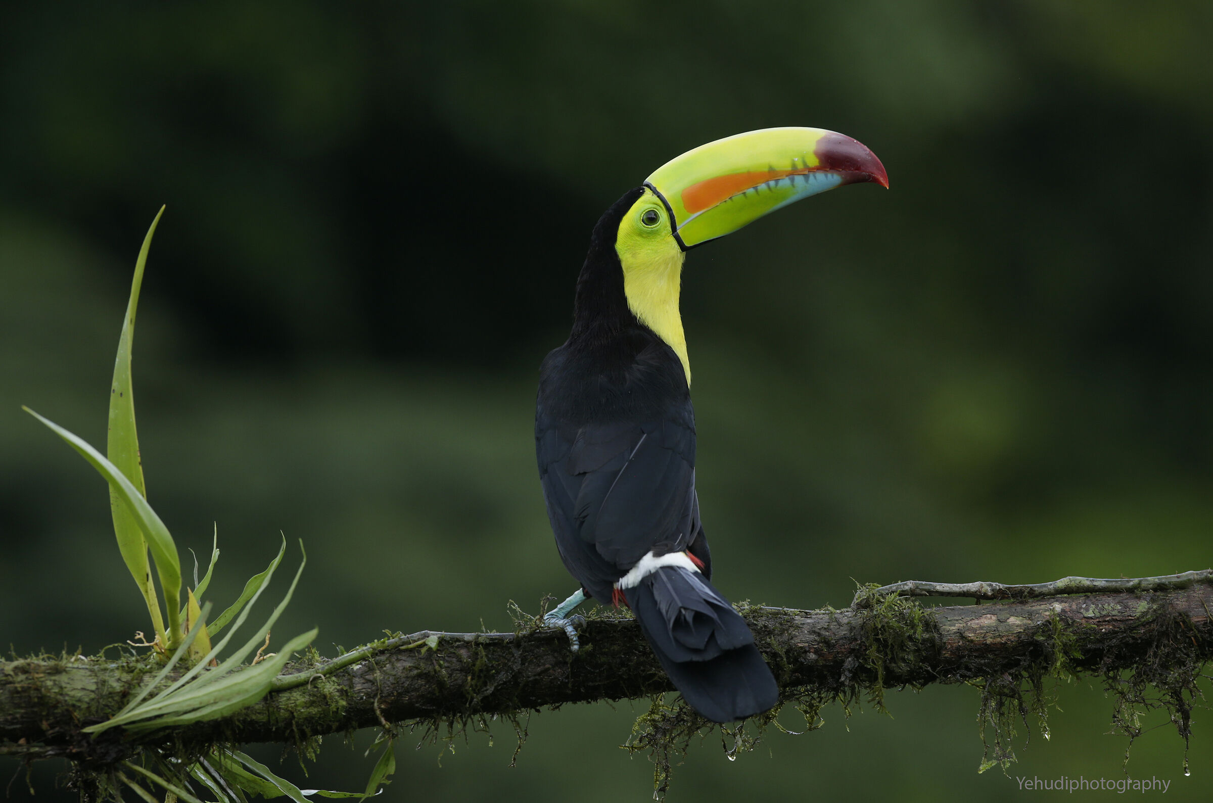 Keel billed toucan