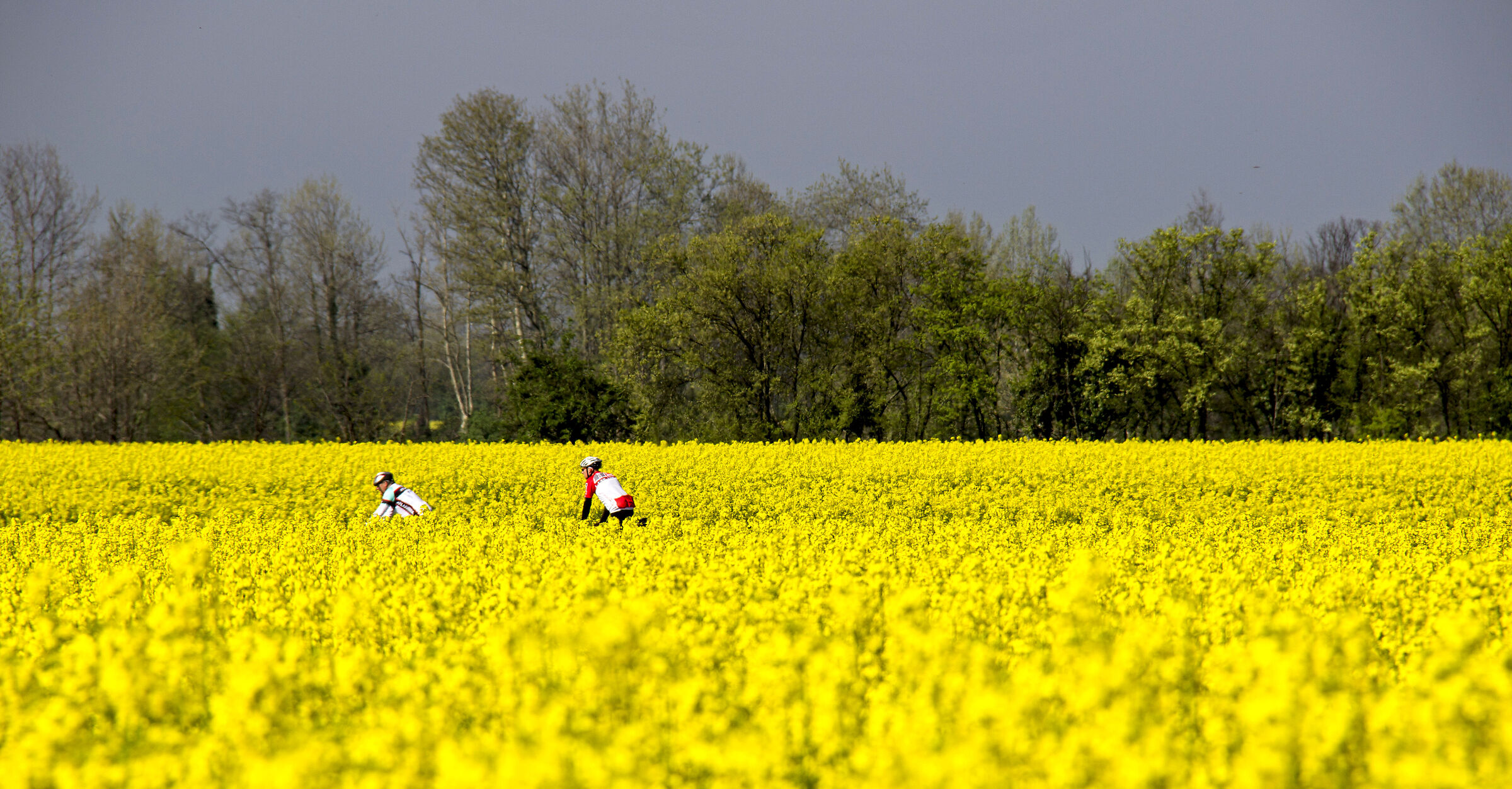 Rapeseed