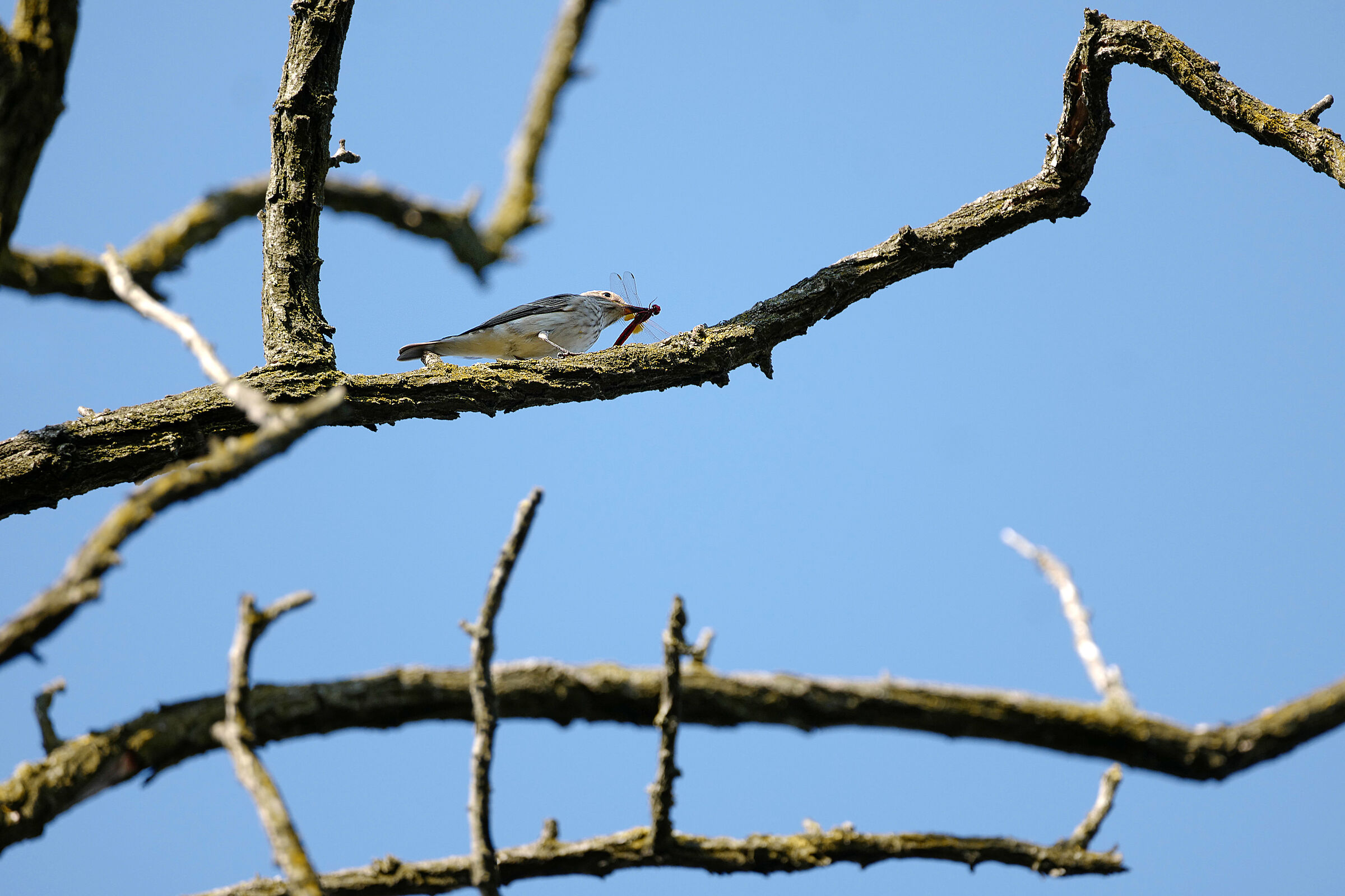 pigliamosche con libellula