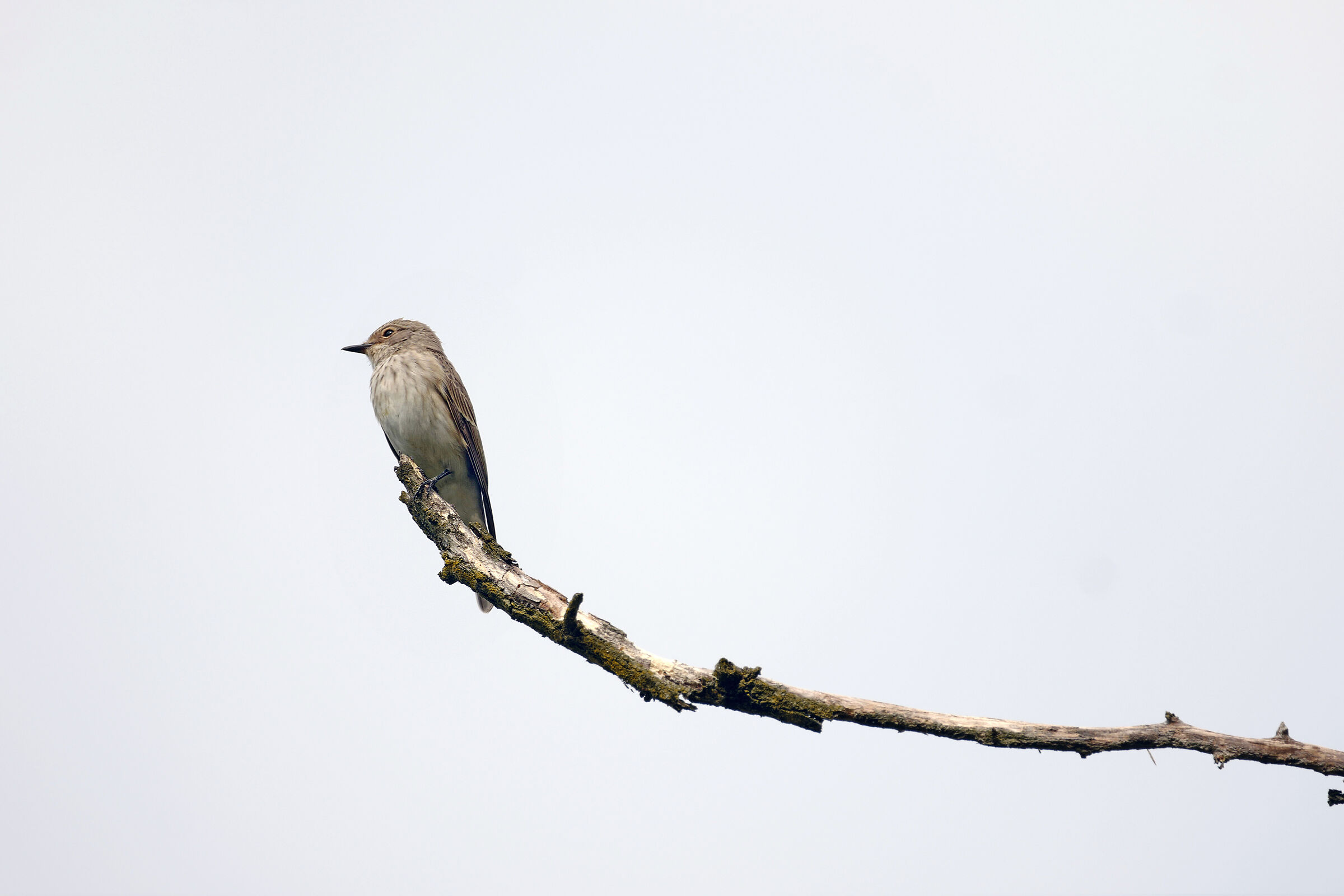 pigliamosche di vedetta