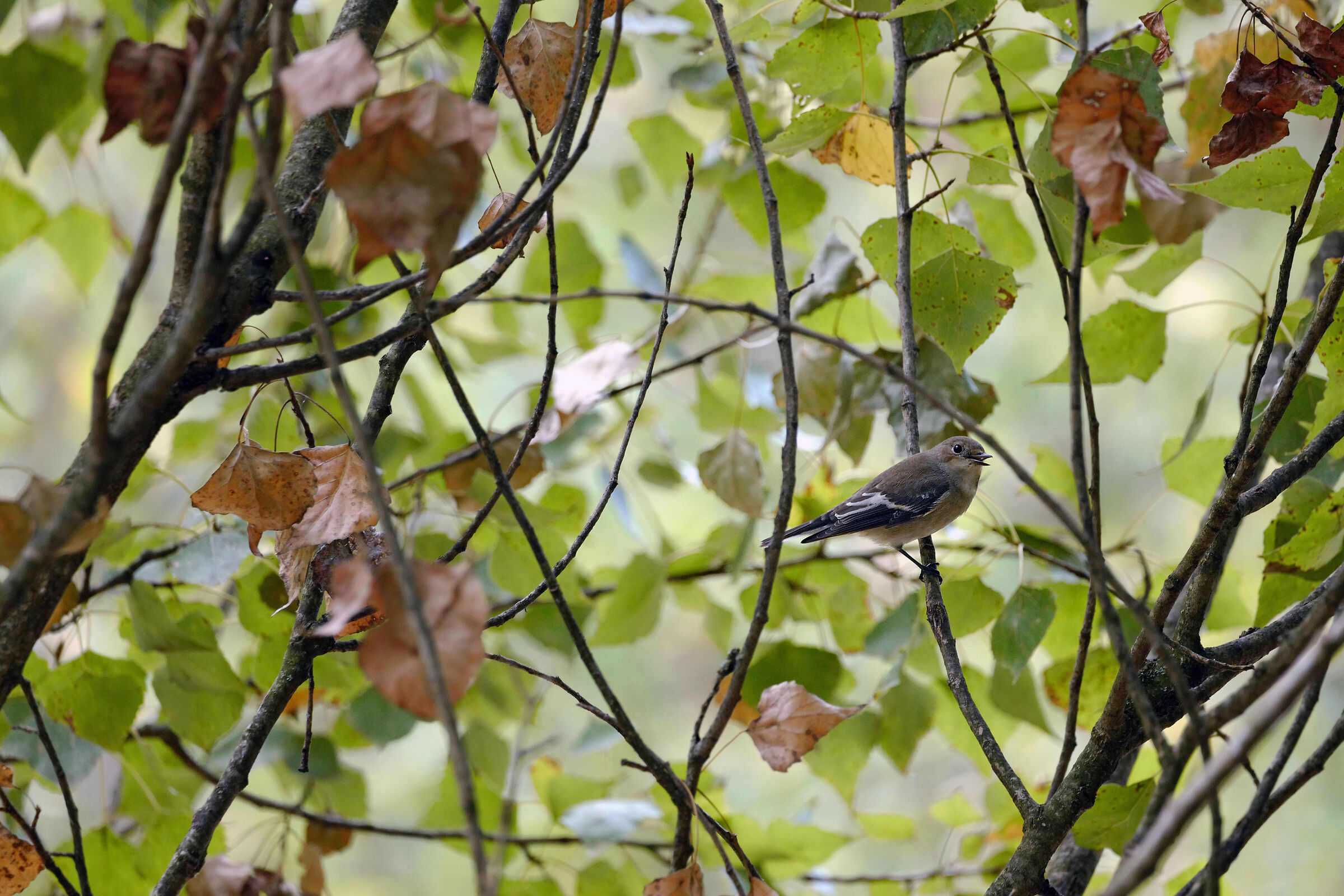 aiuto identificazione 2