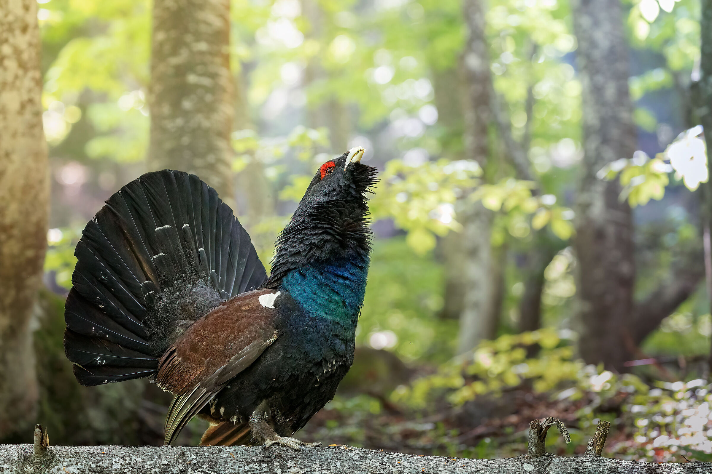 The song of the forest