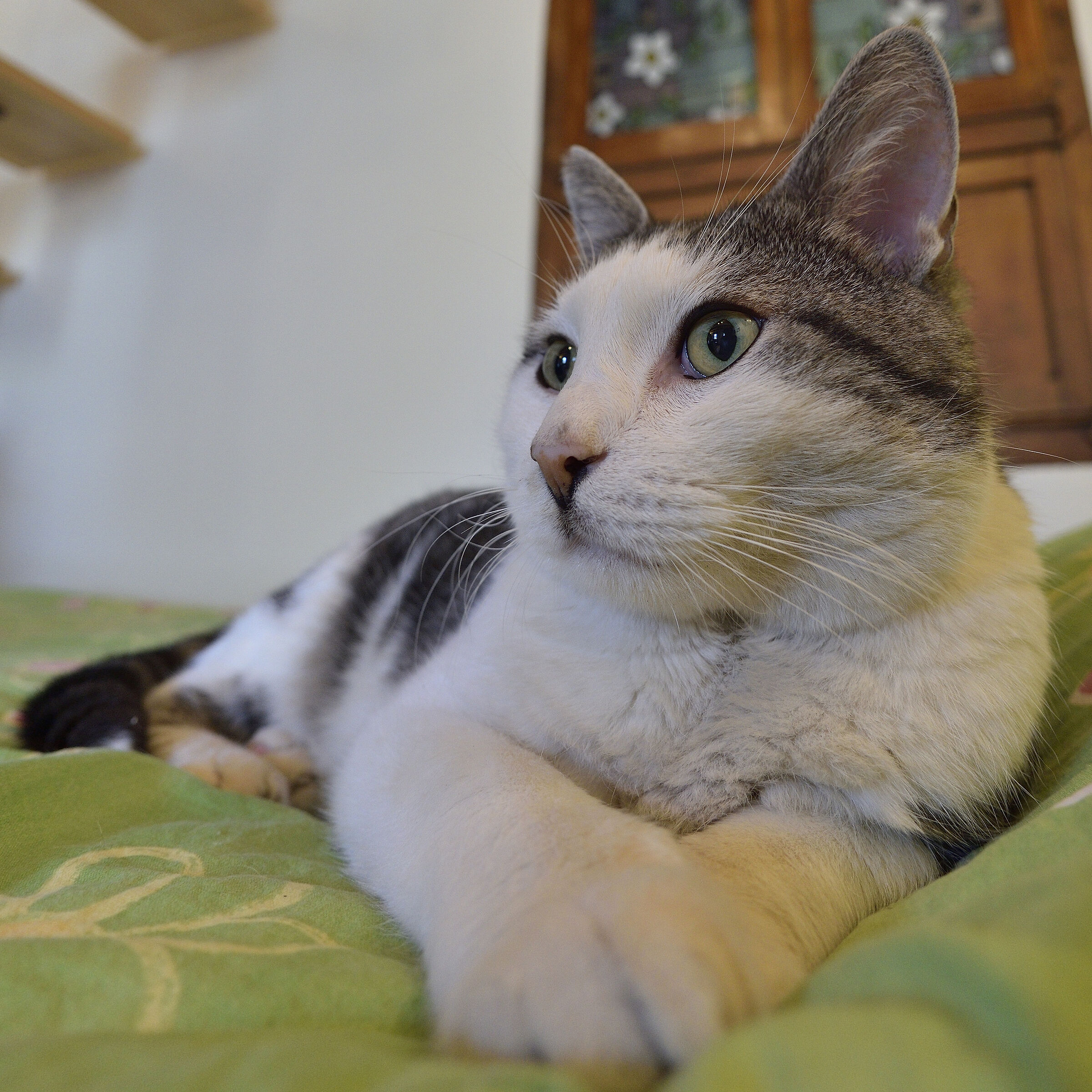 CID - Il nostro Gigante buono