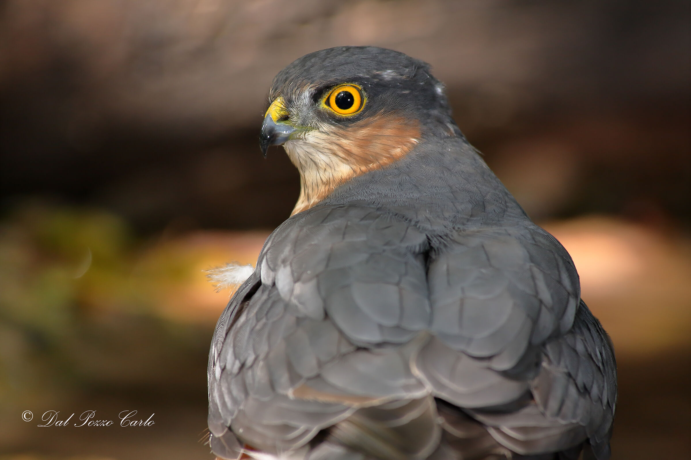Sparrowhawk