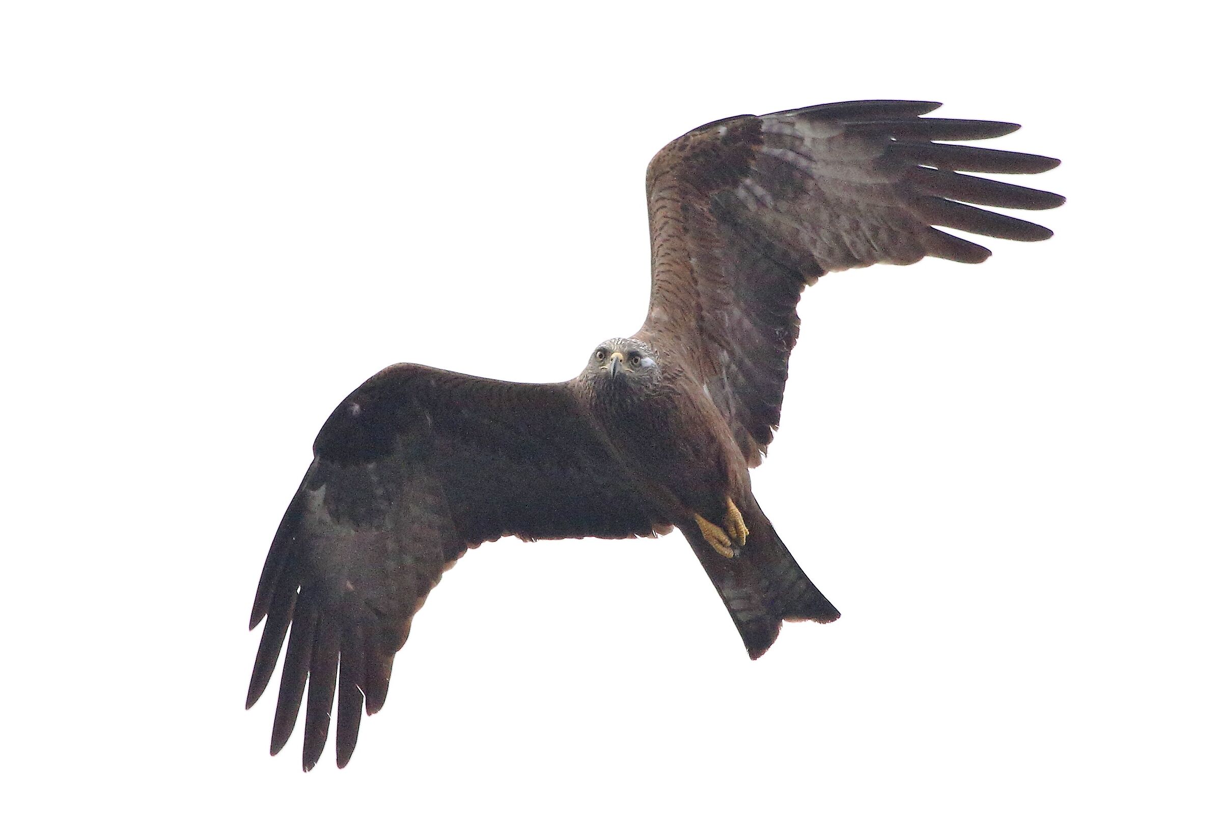 Black kite