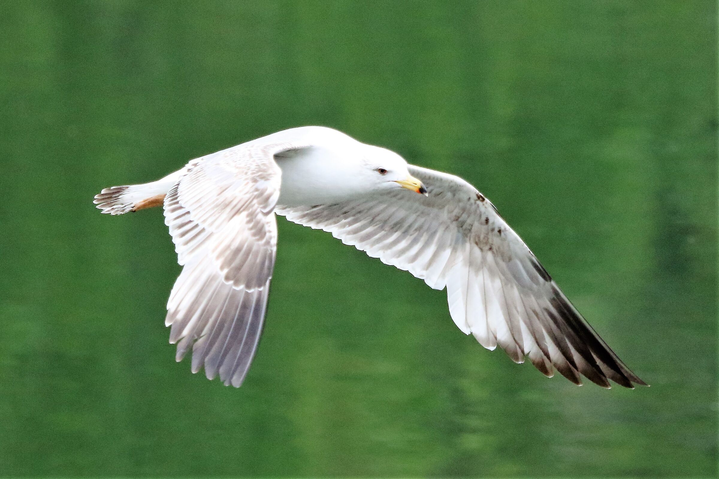 land gull
