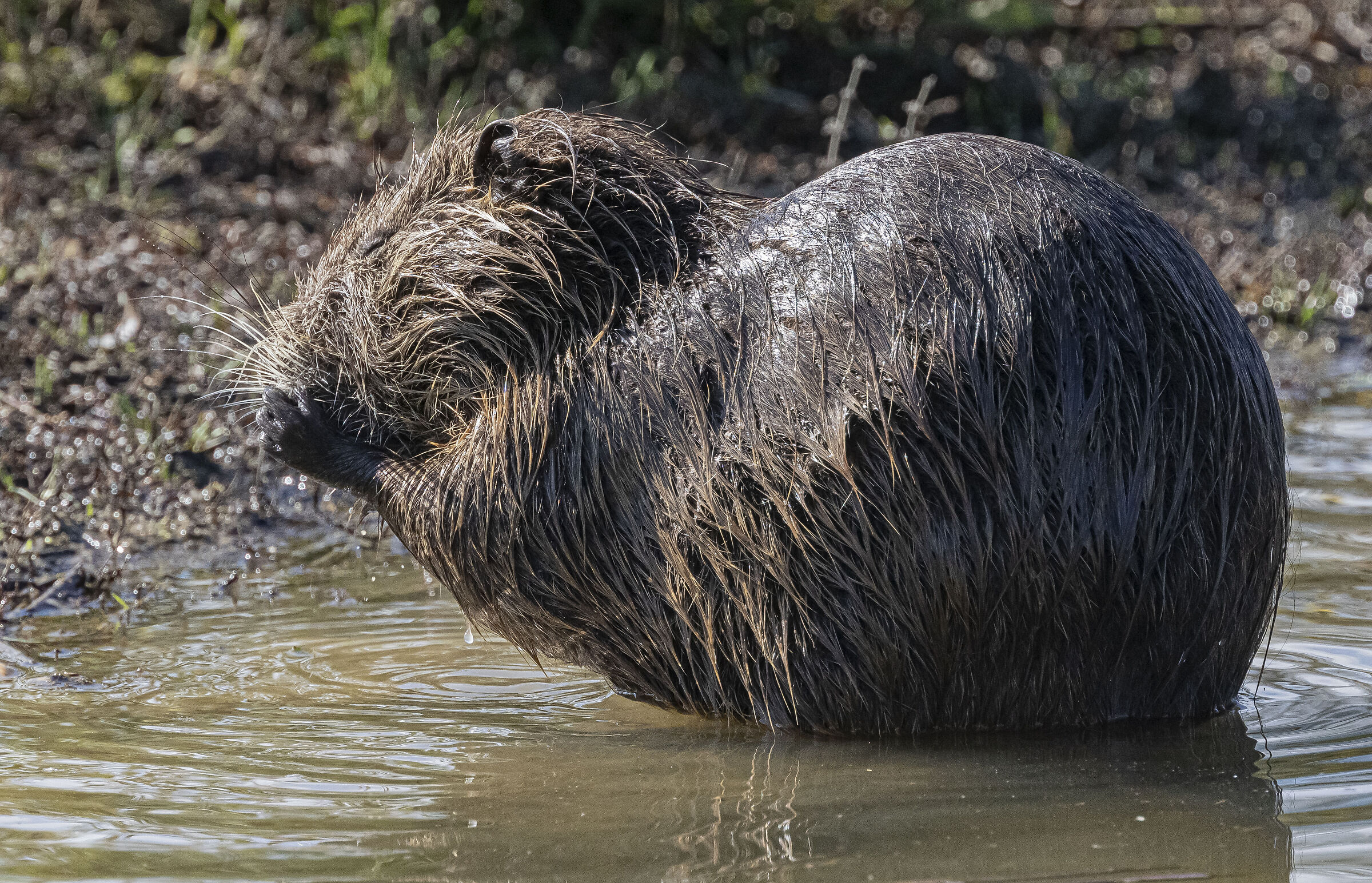 Mi viene da ridere...