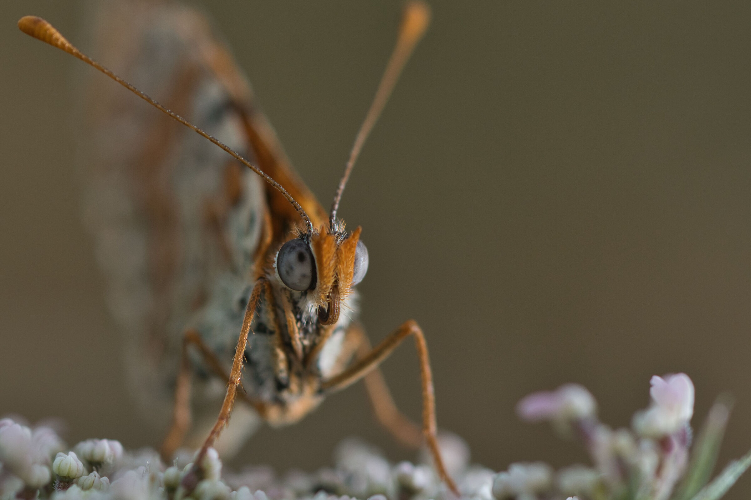 Lepidoptera