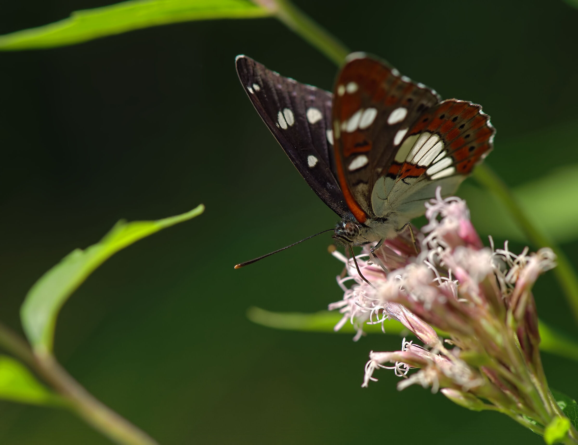 Limenitis reducta