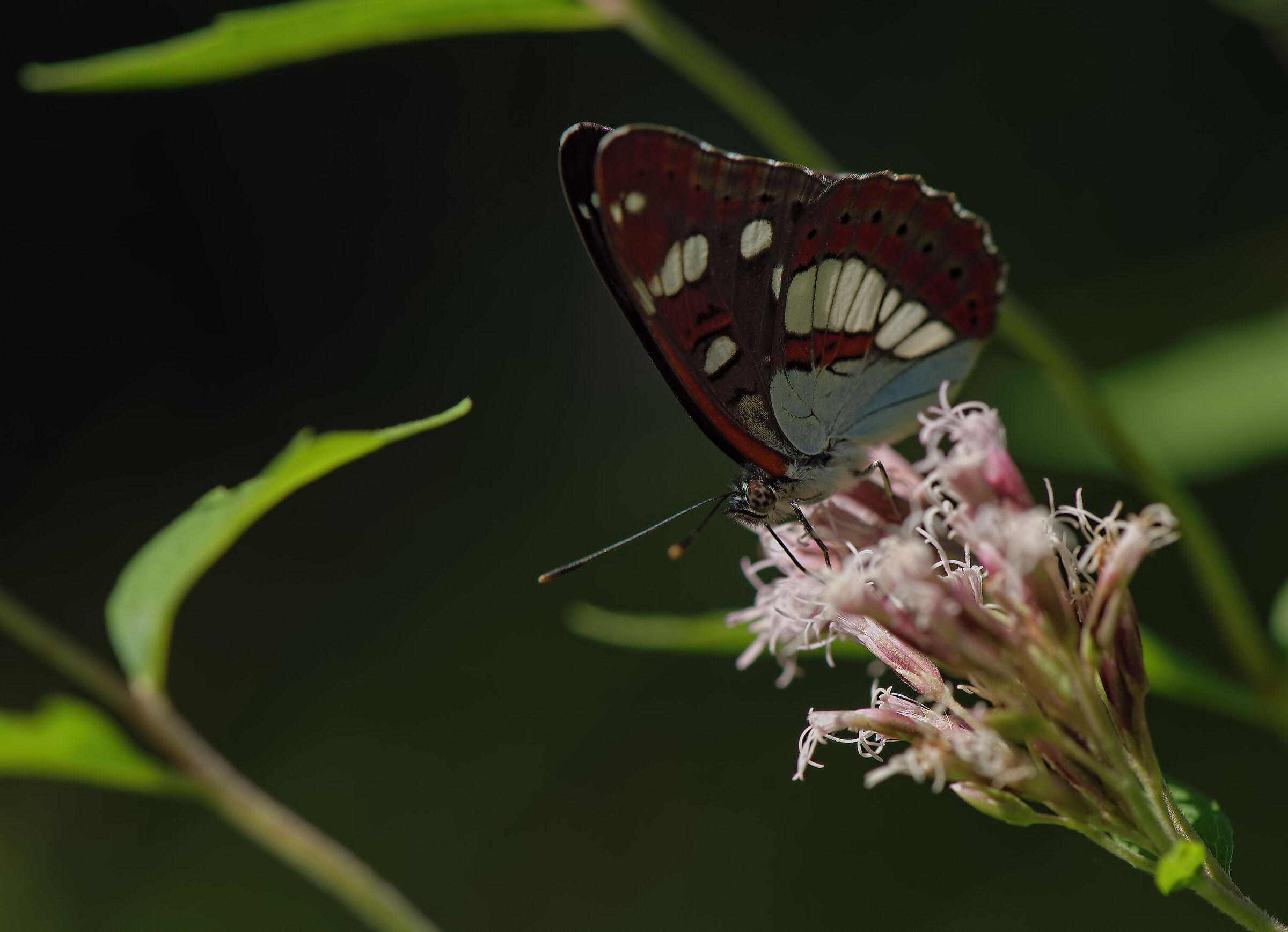 Limenitis reducta