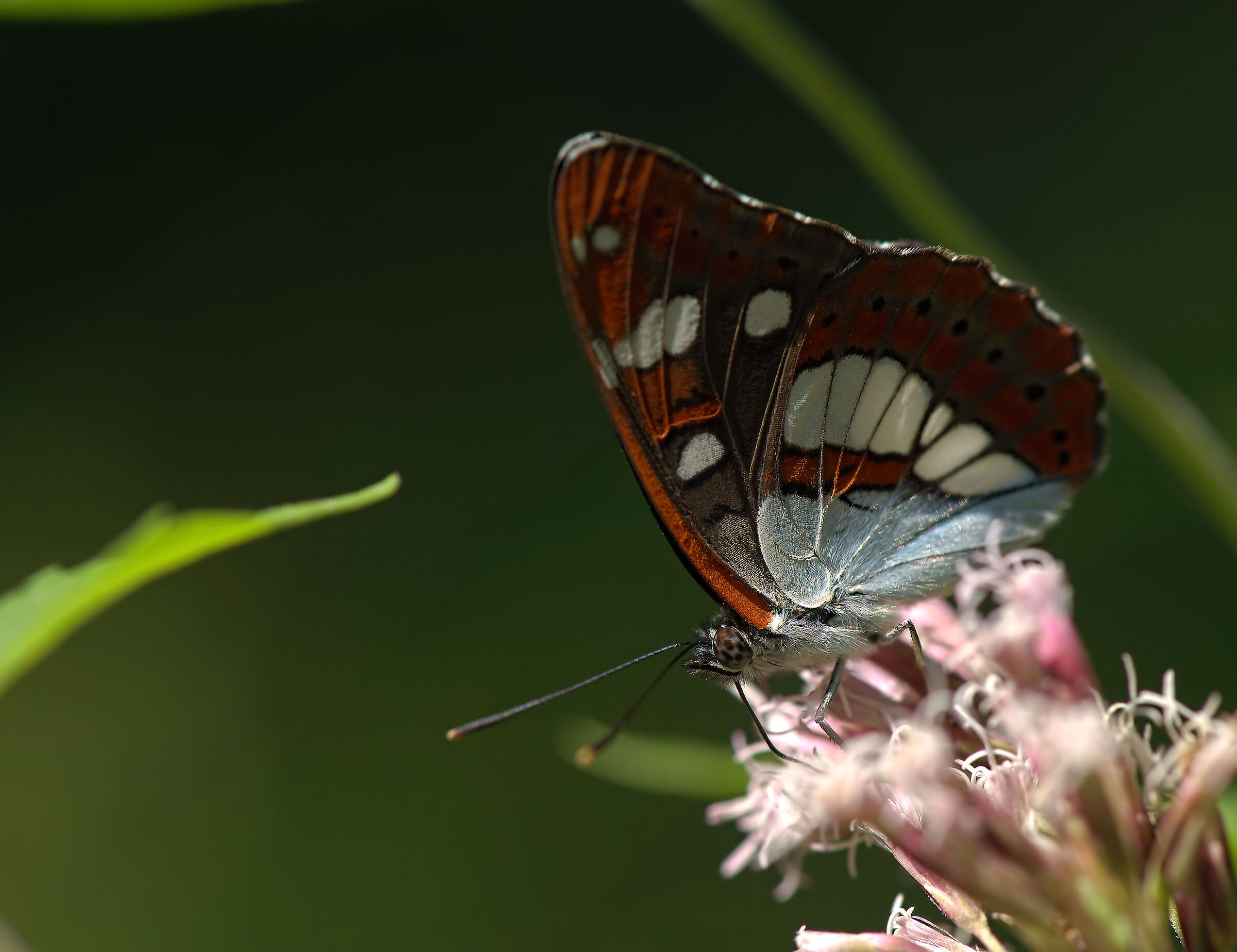 Limenitis reducta