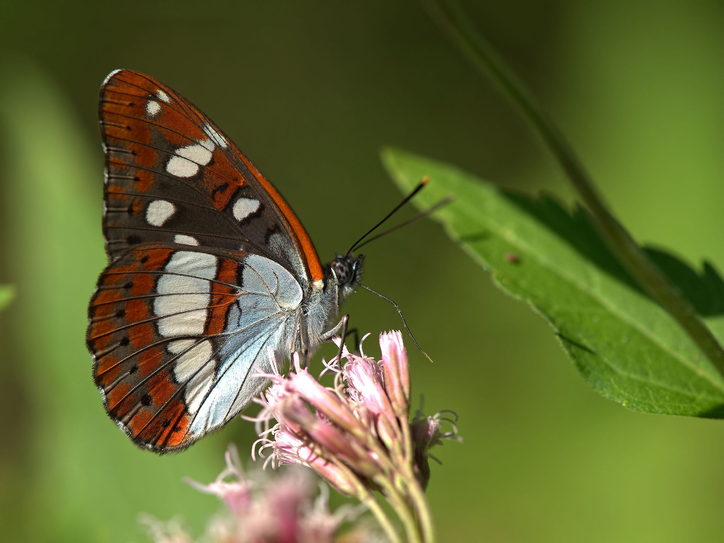 Limenitis reducta