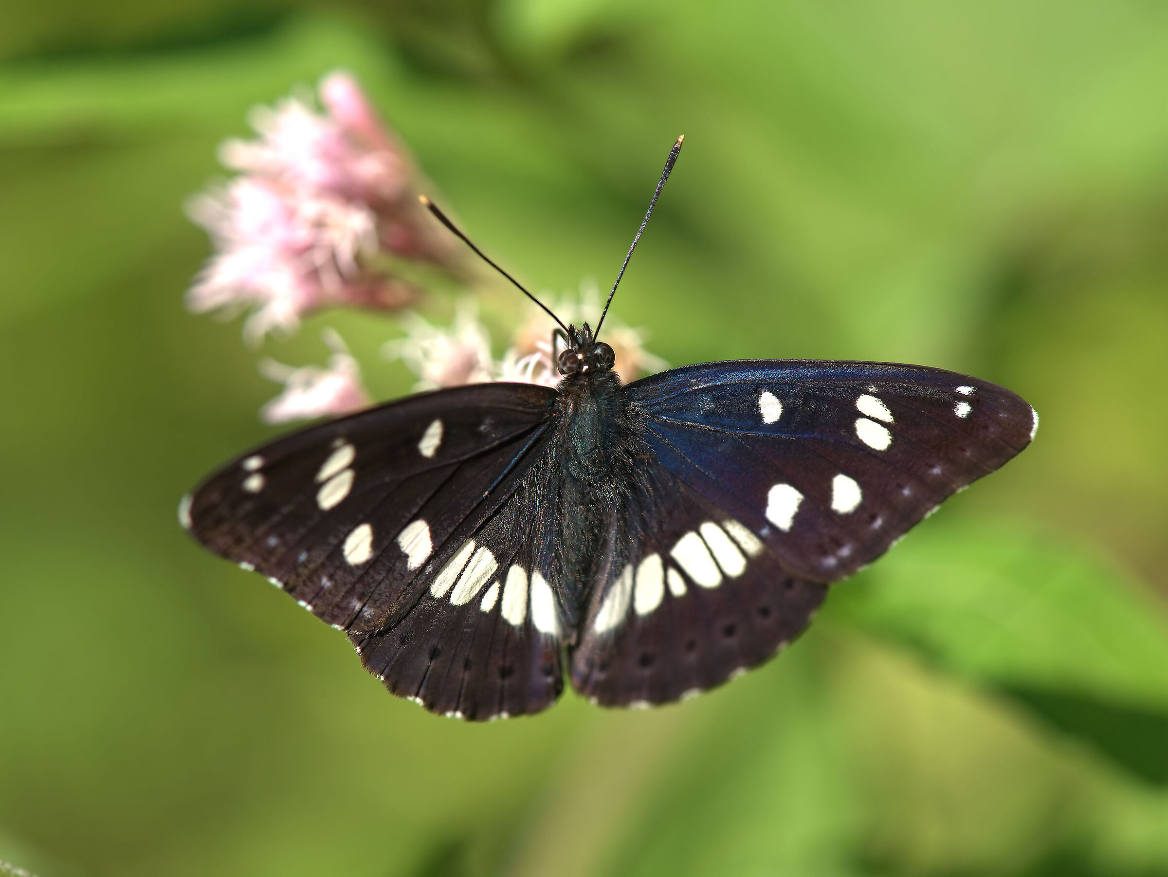 Limenitis reducta