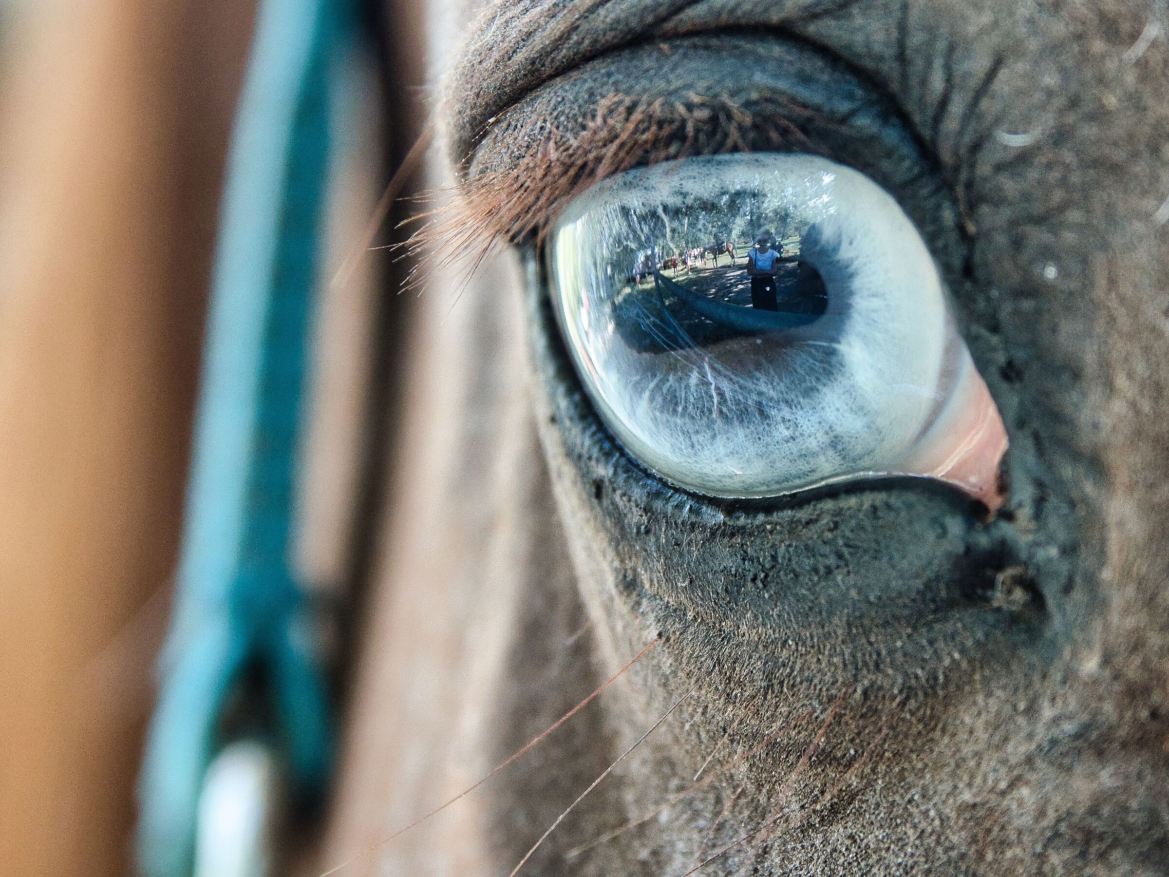 Inside the horse's eye...