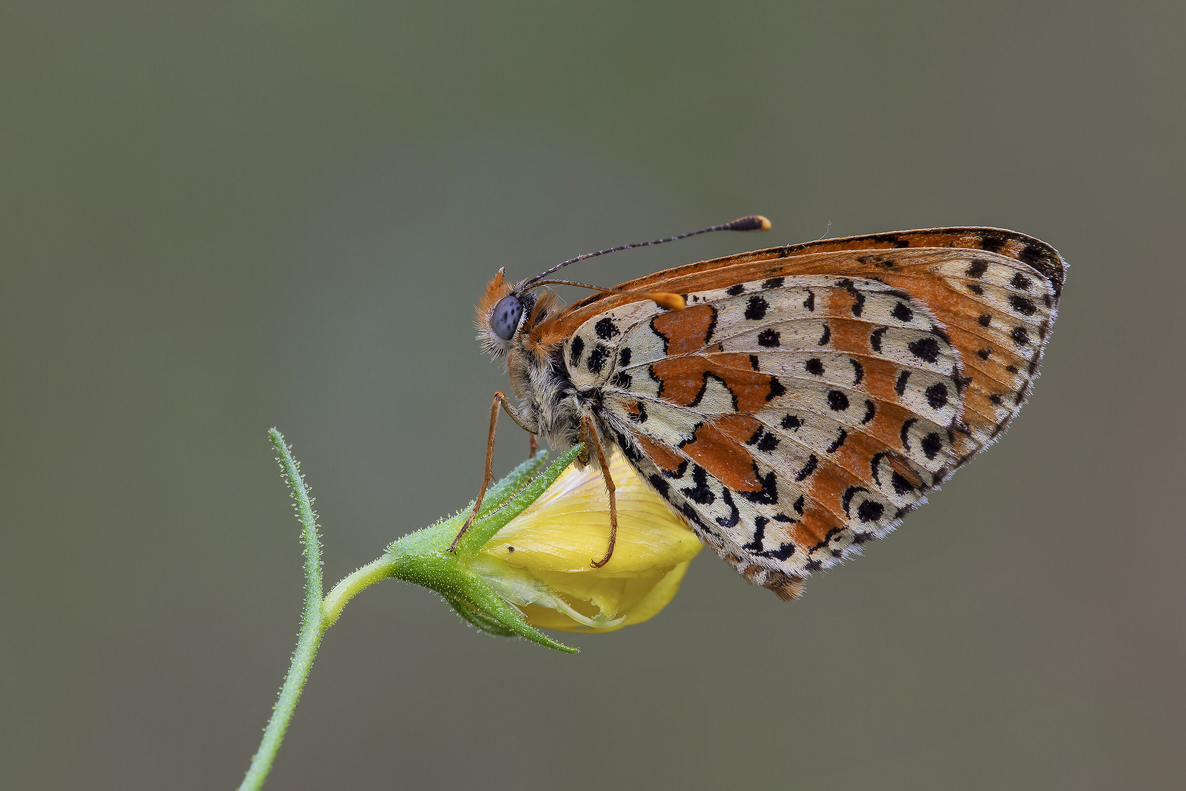 Melitaea didyma
