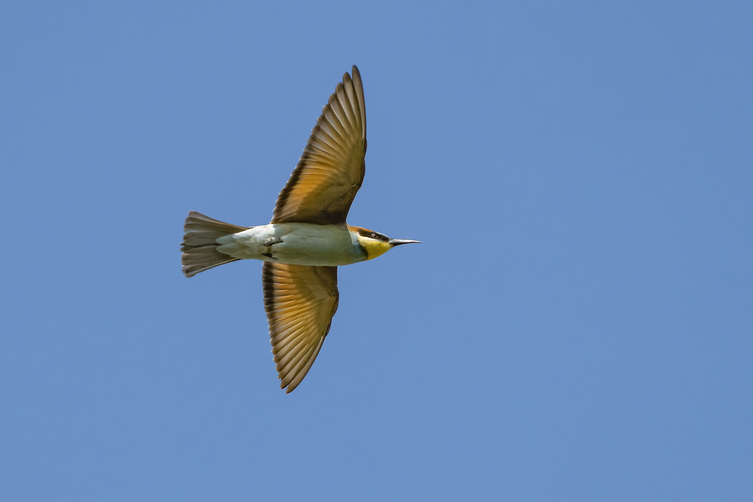 Fogolana - Gruccione