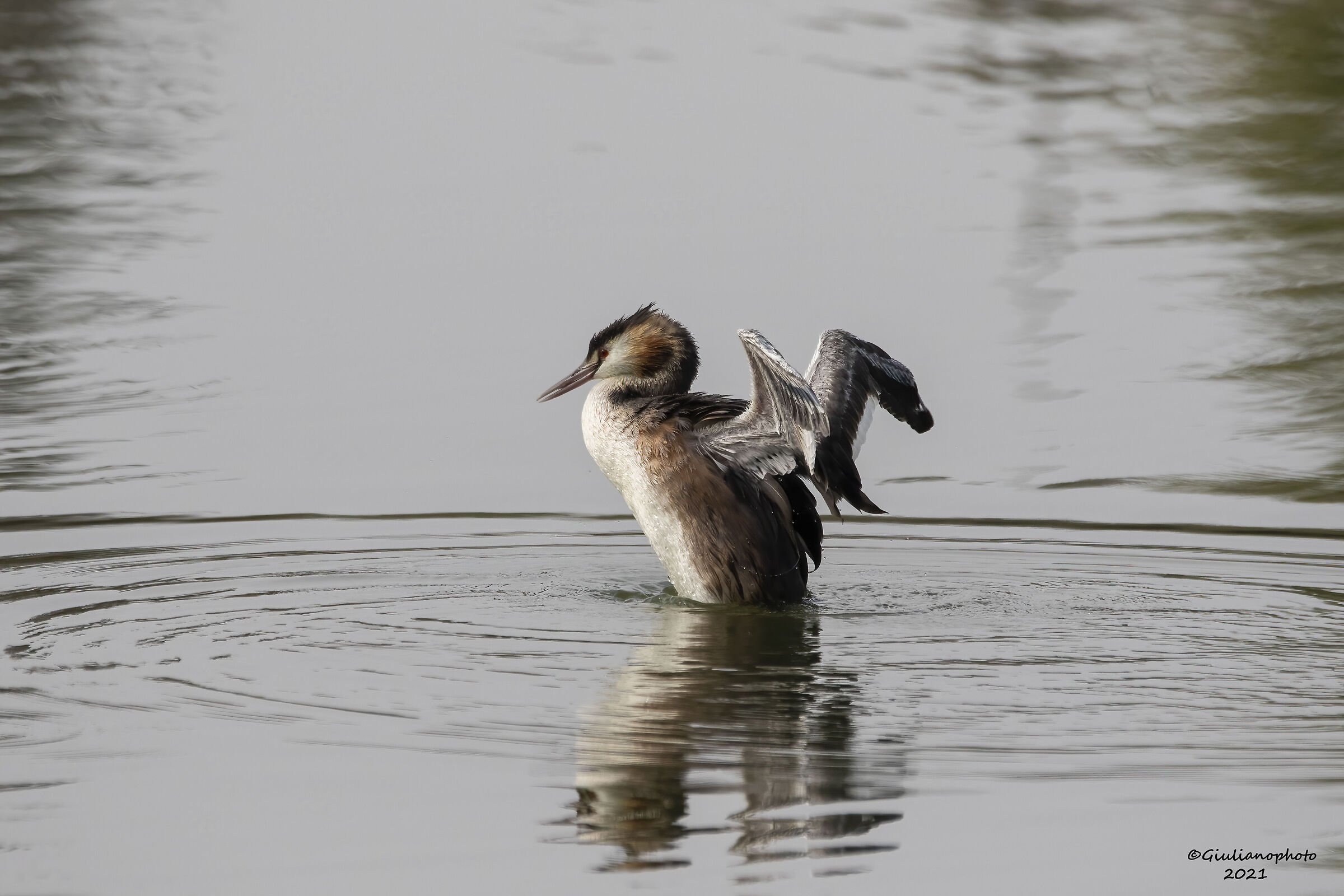 Grebe