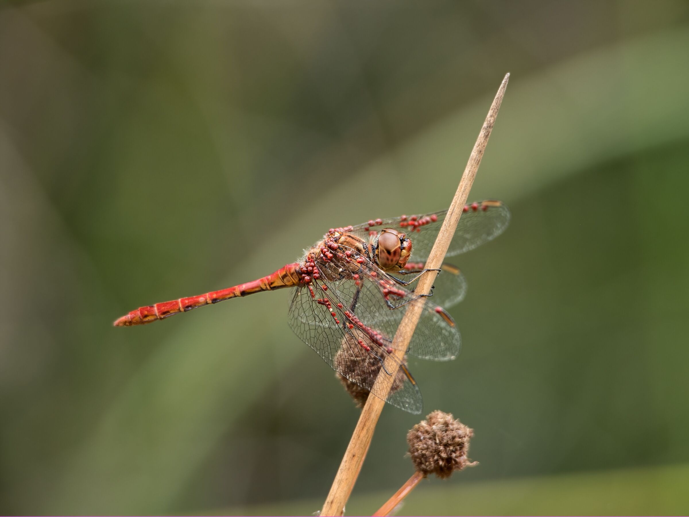 Dragonfly