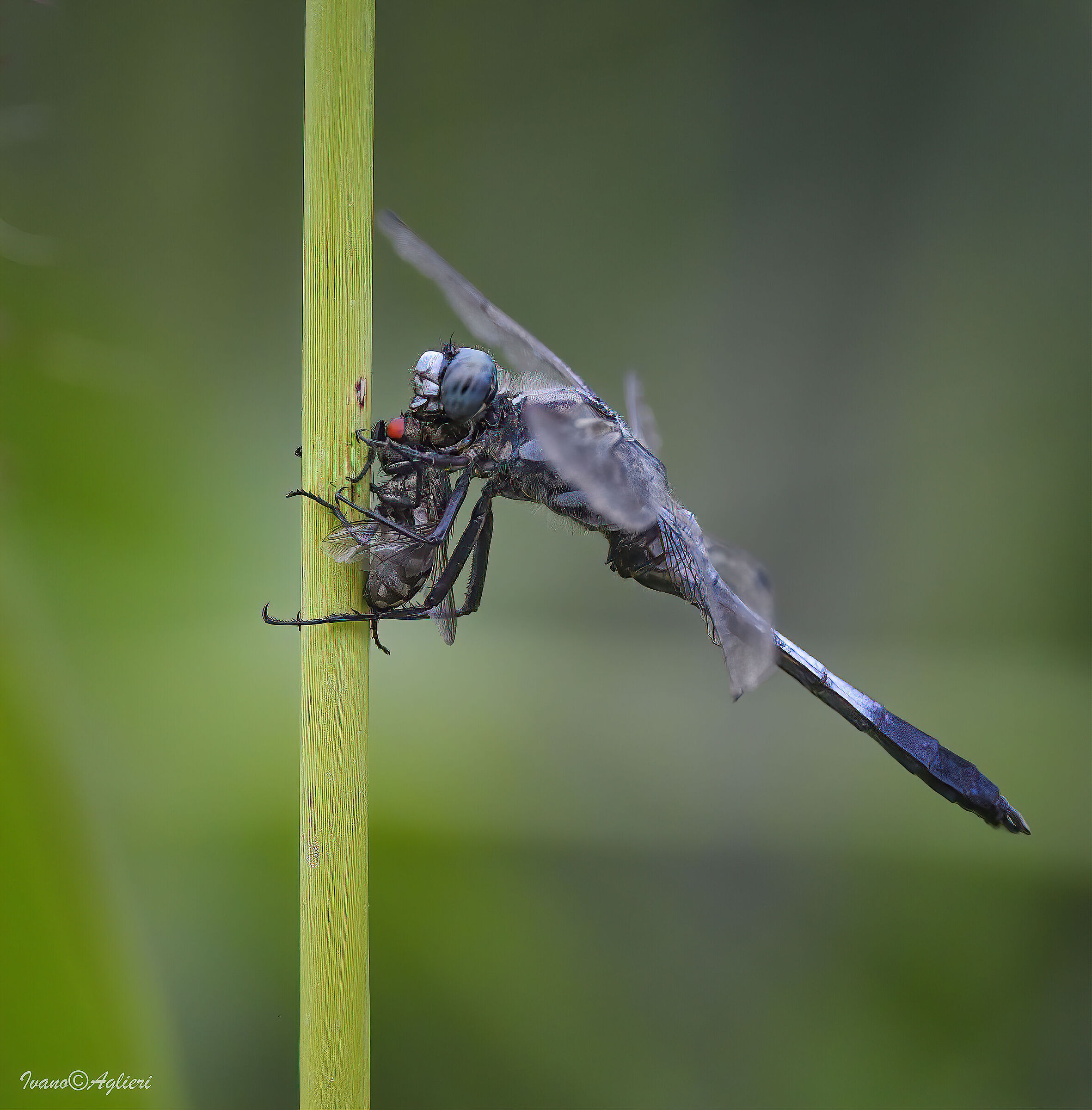 the dragonfly's meal