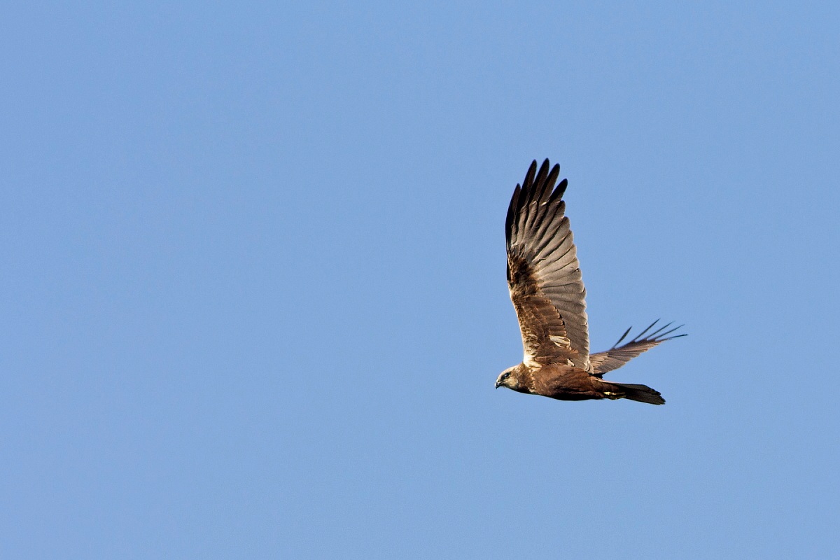 Marsh Harrier 1 female