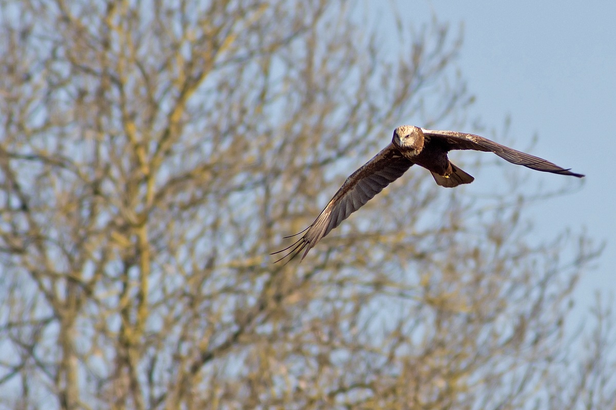 Marsh Harrier female 2