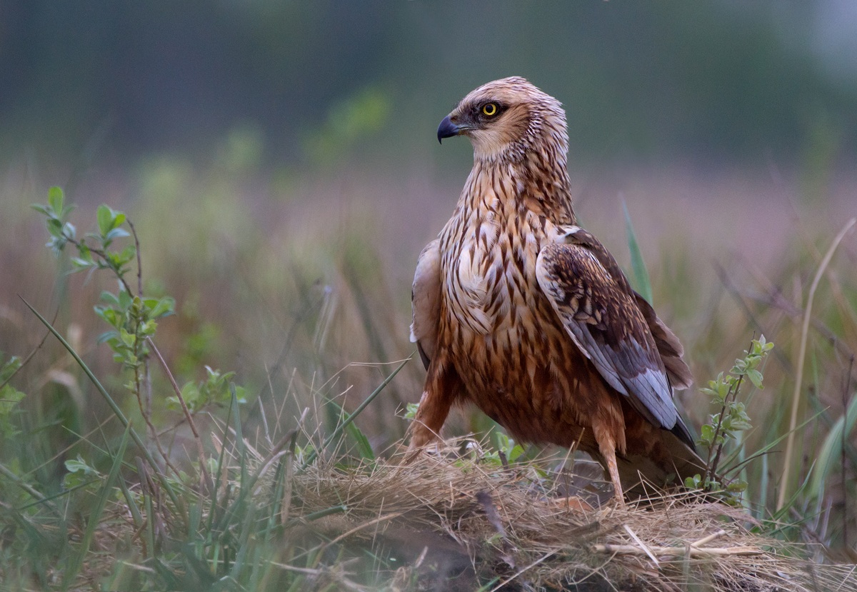 Western Marsh Harrier