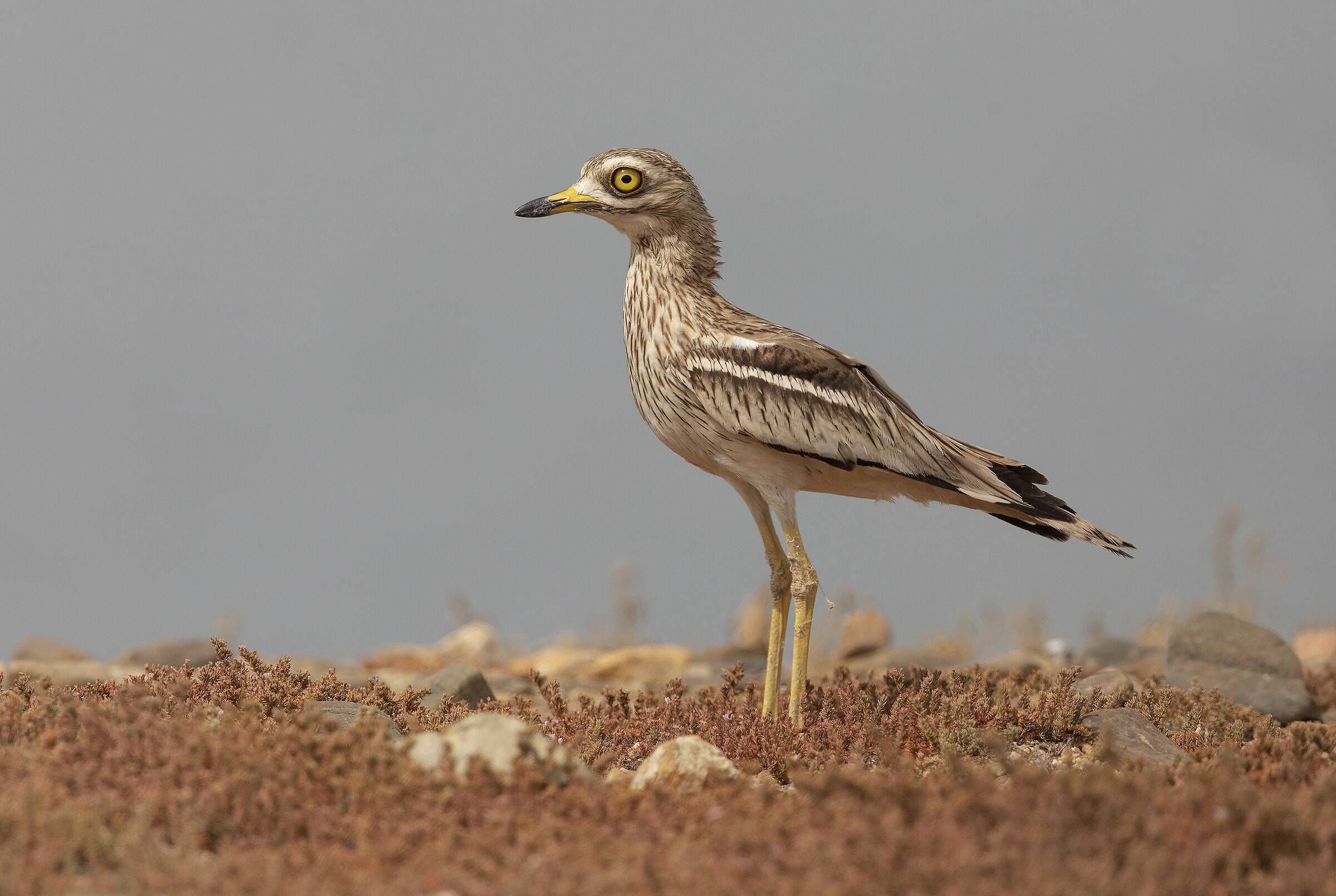 occhione (burhinus oedicnemus)