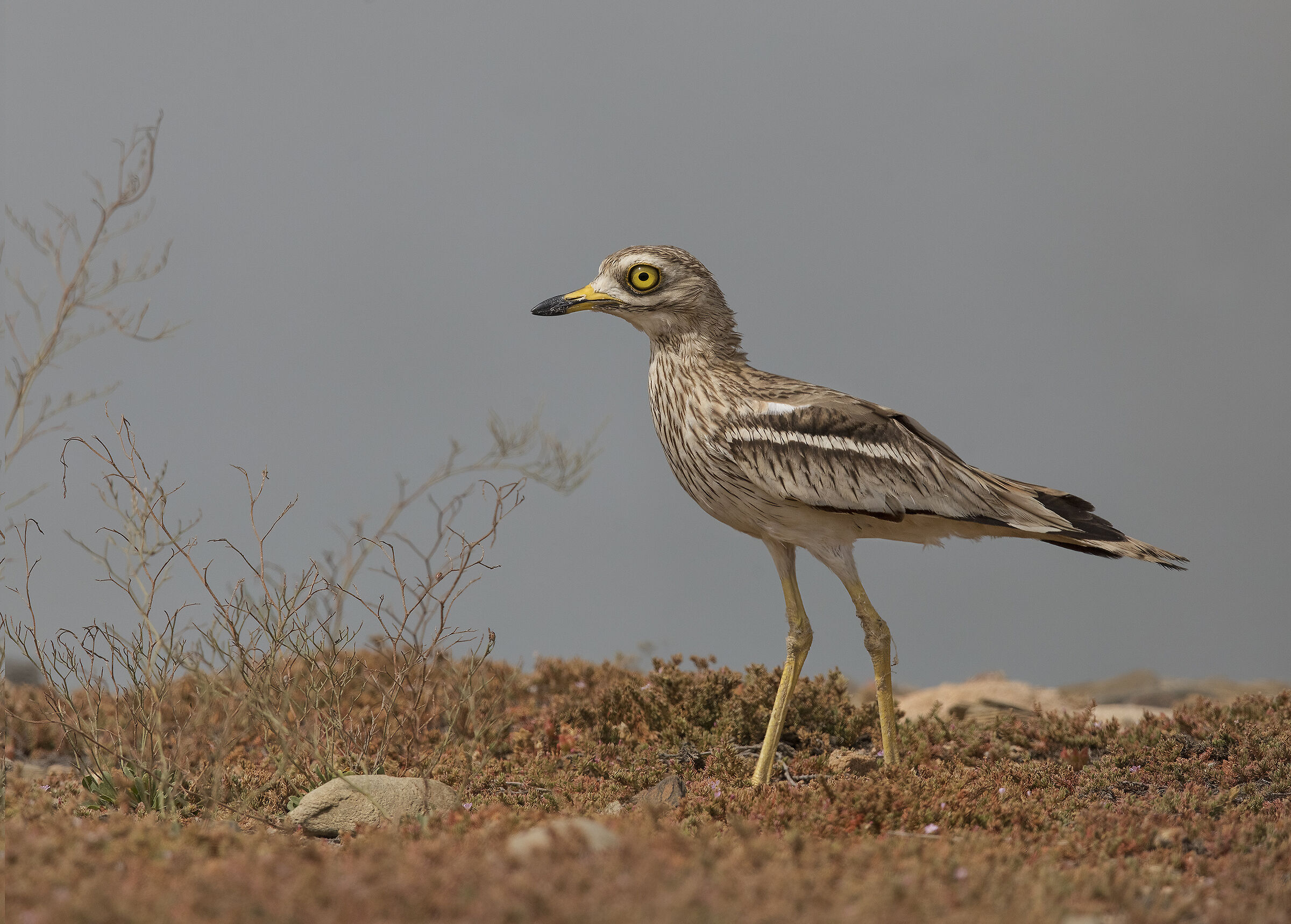 occhione (burhinus oedicnemus)