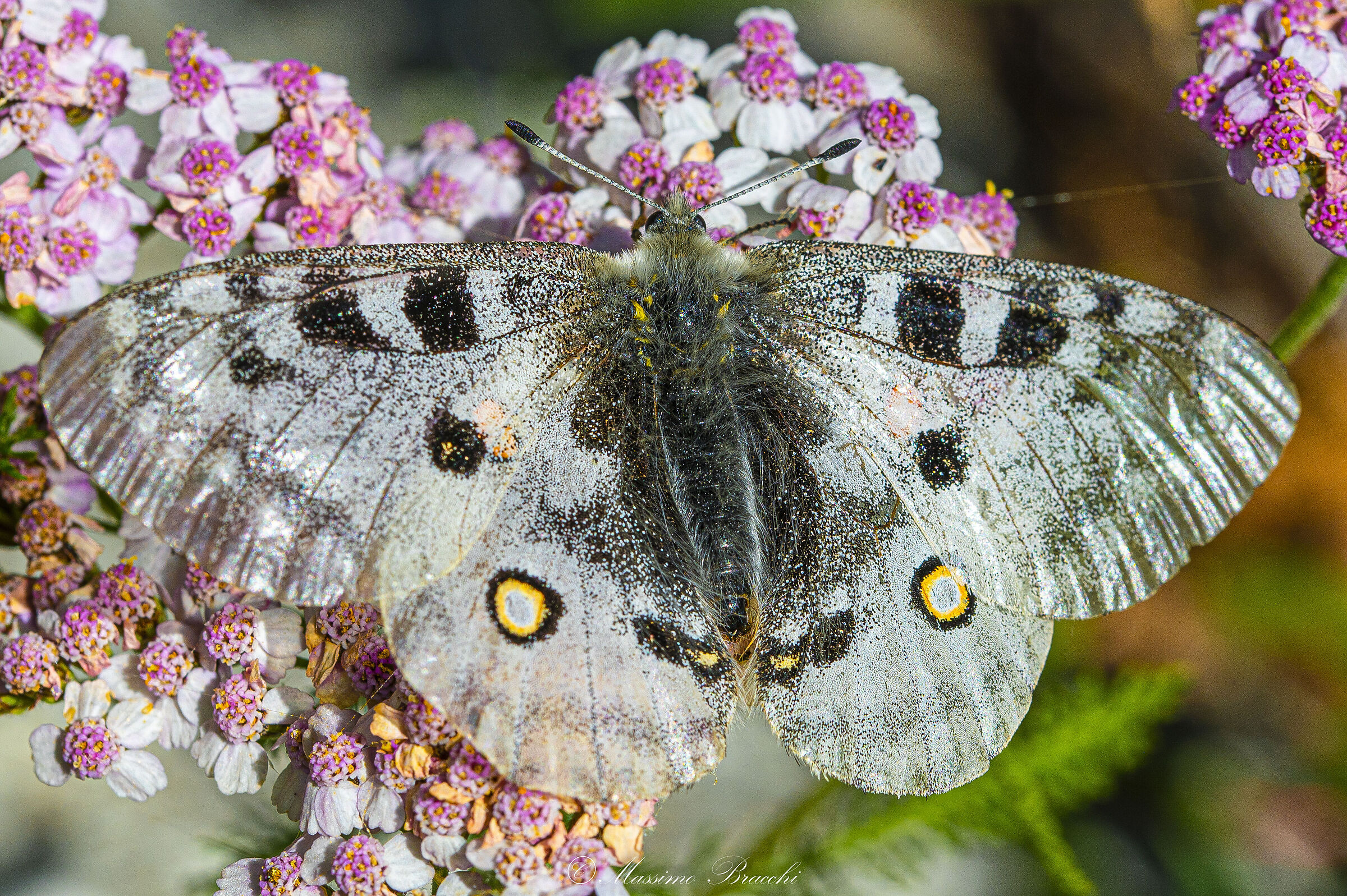Parnassius apollo