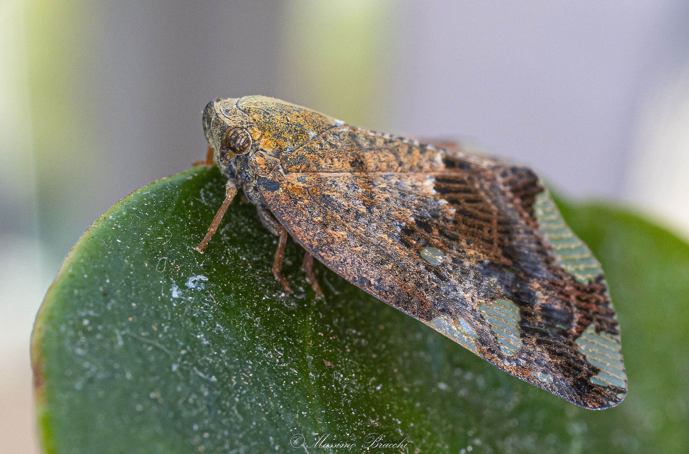 Ricania speculum