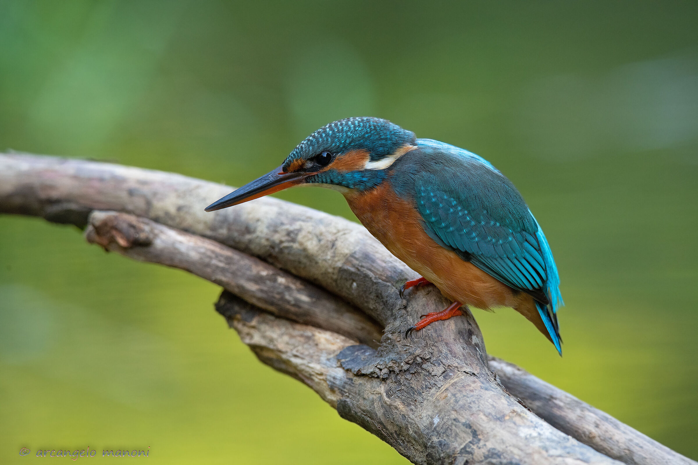 Attentive to fishing