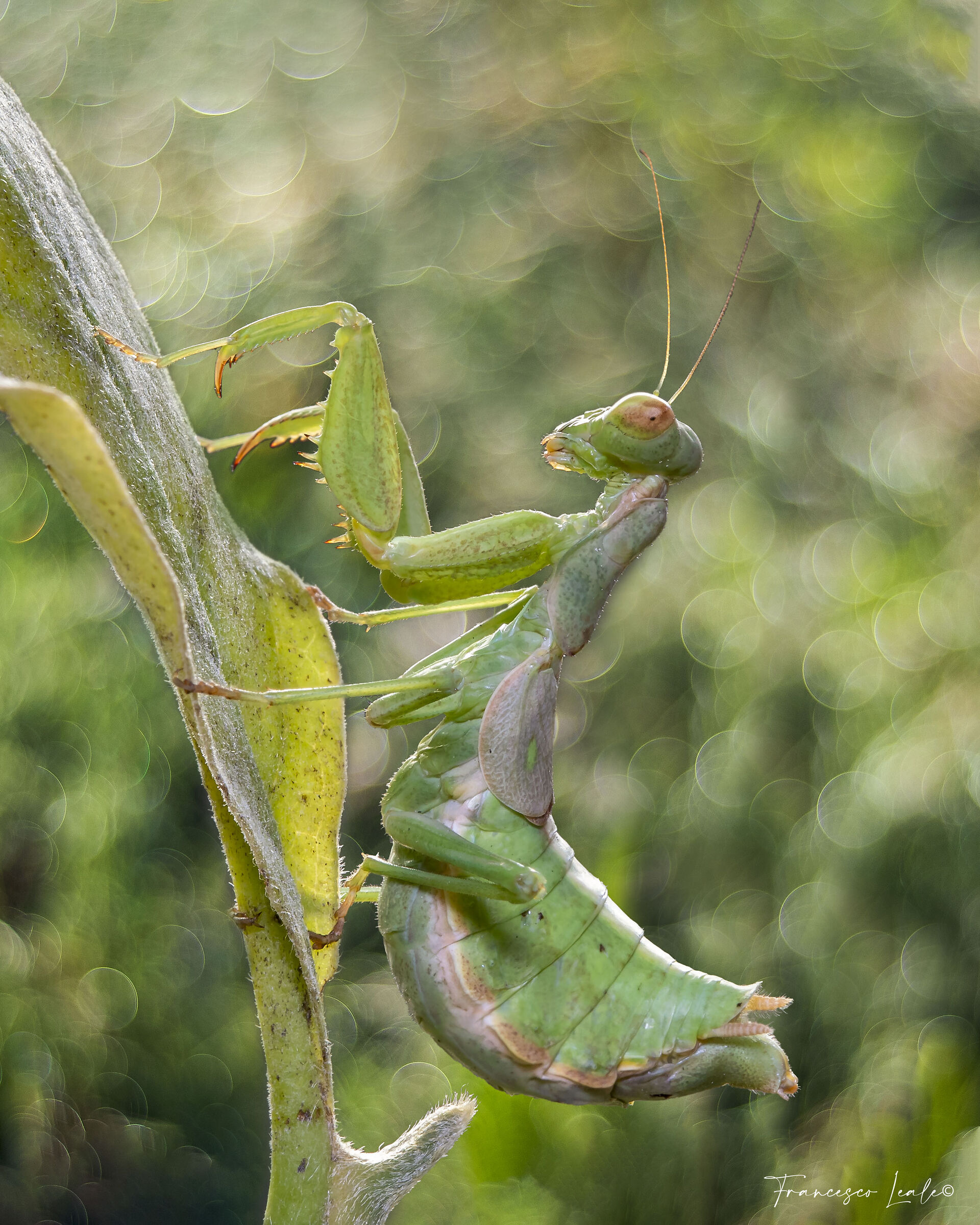 Mantis in ... bubble
