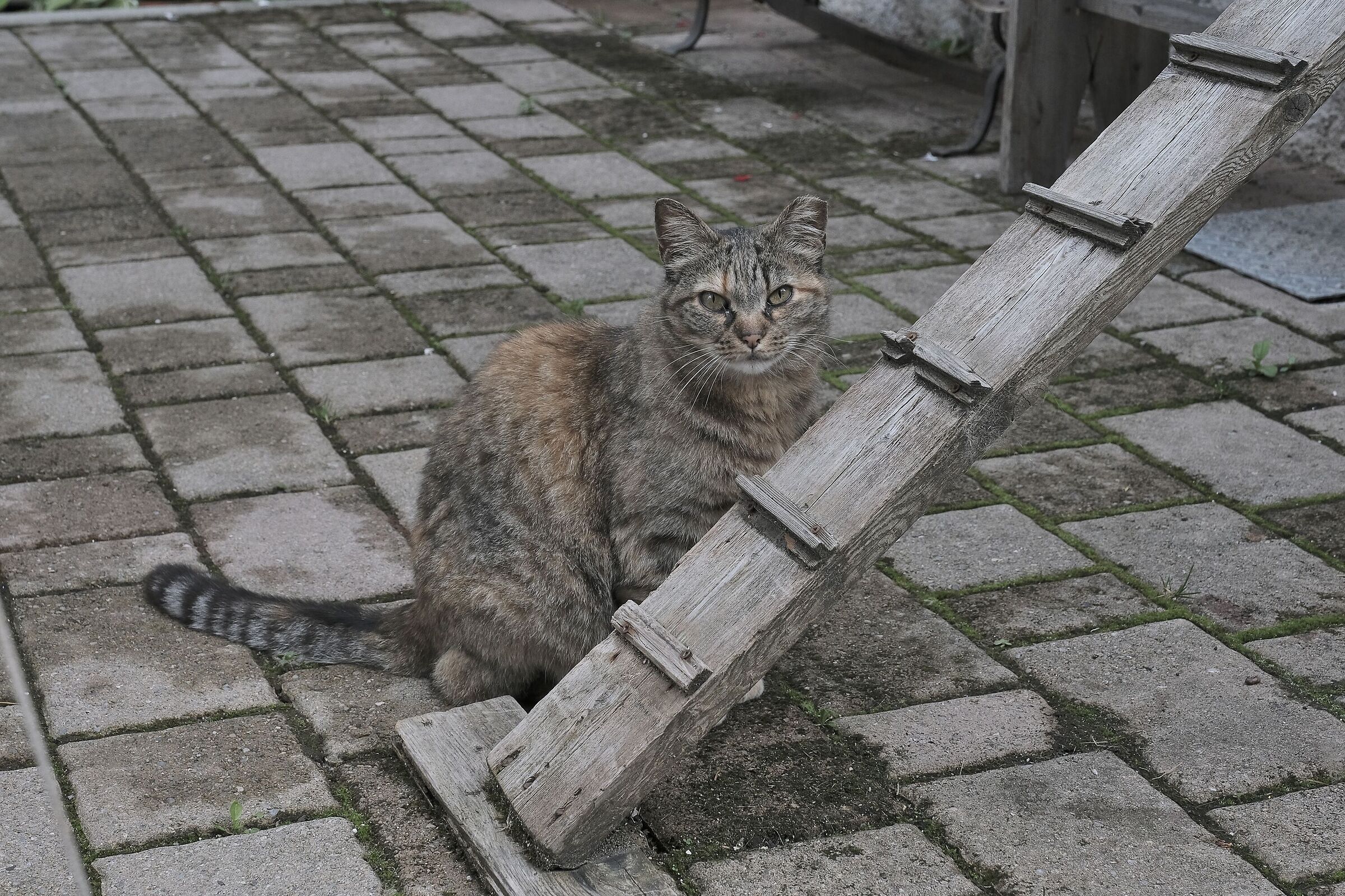 Gatto di Cibiana