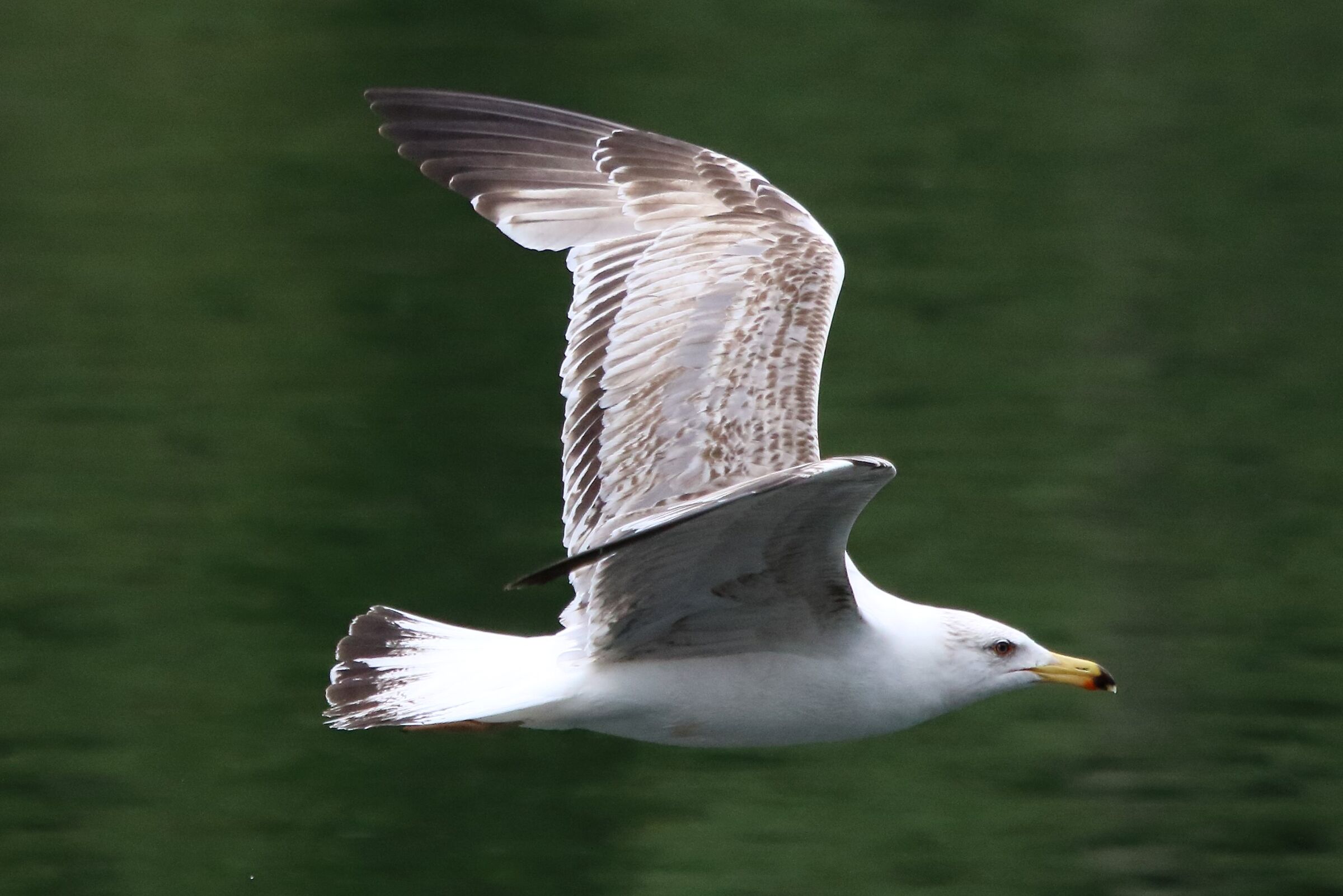 land gull