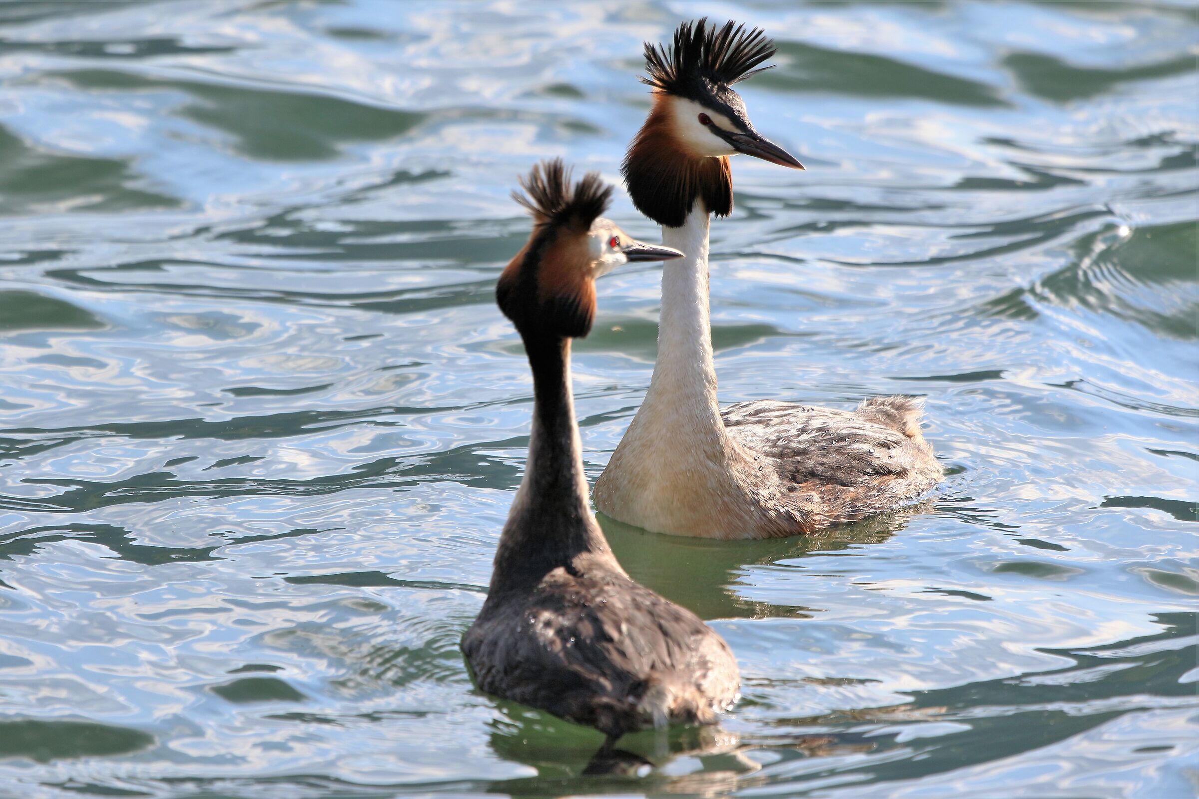Pair of grebes