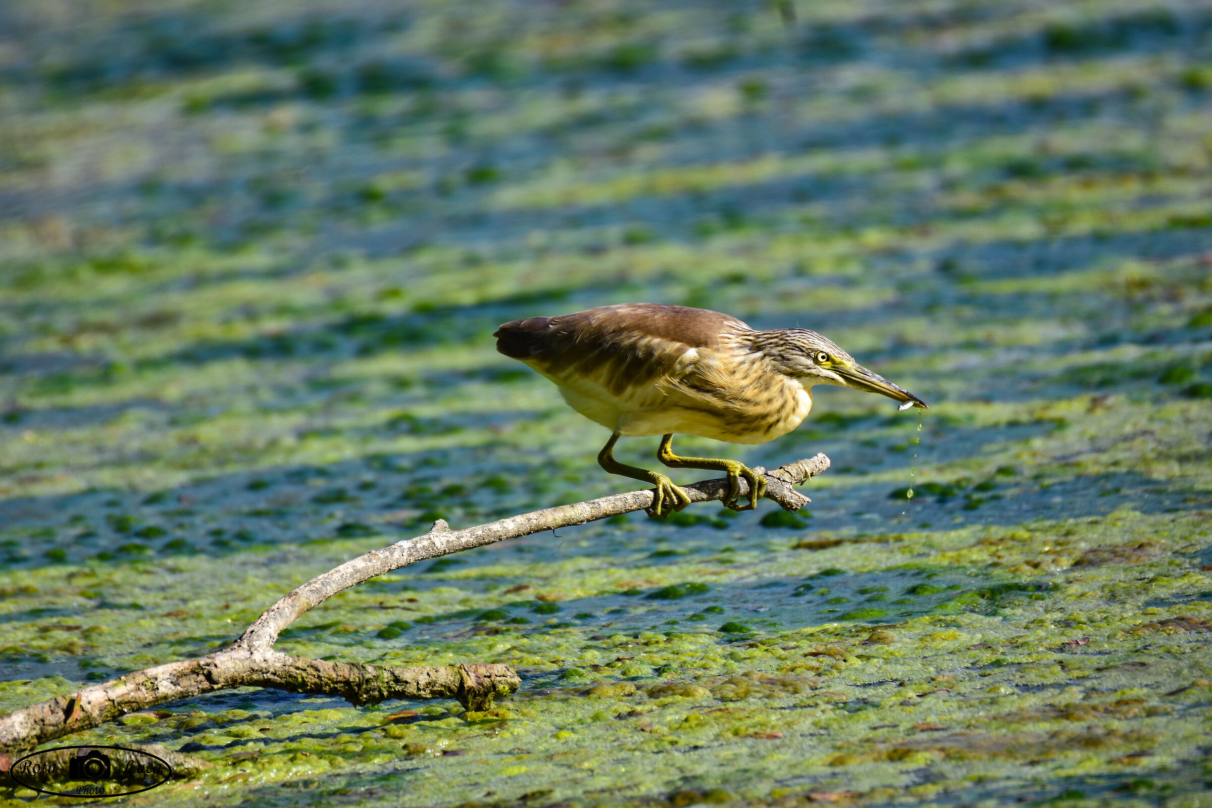 Sgarza ciuffetto con preda