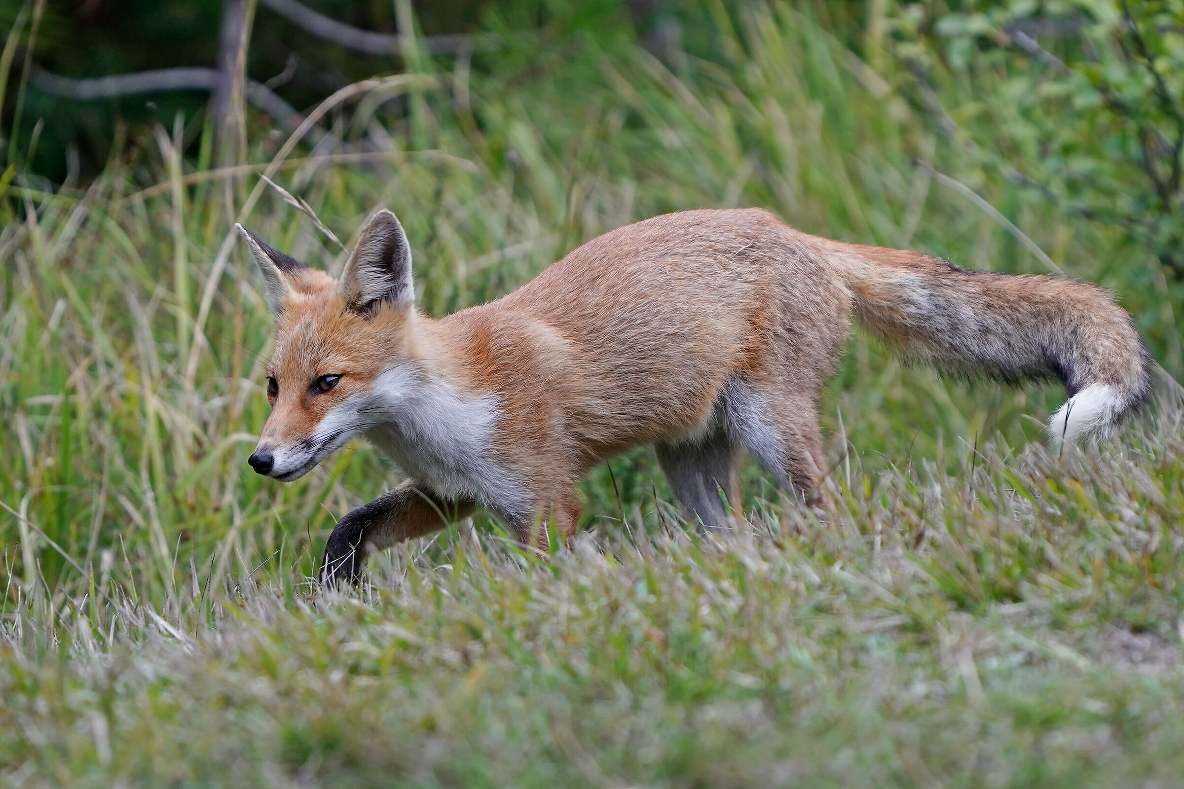 Red fox
