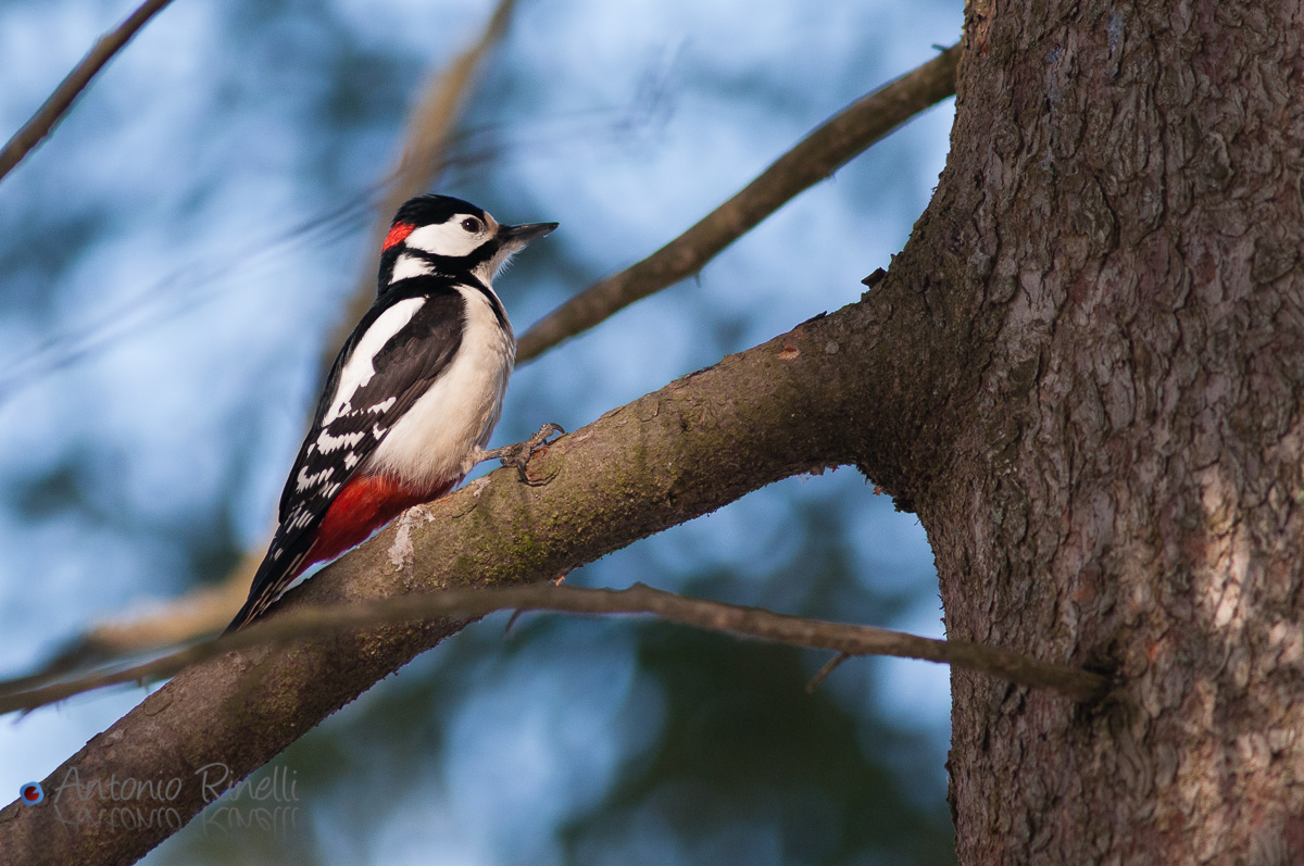Picchio rosso maggiore