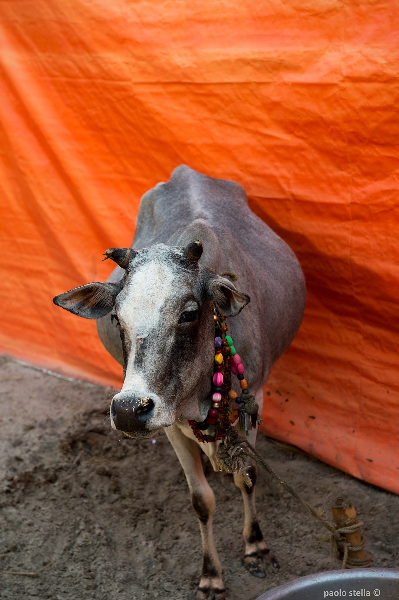 sadhu's cow