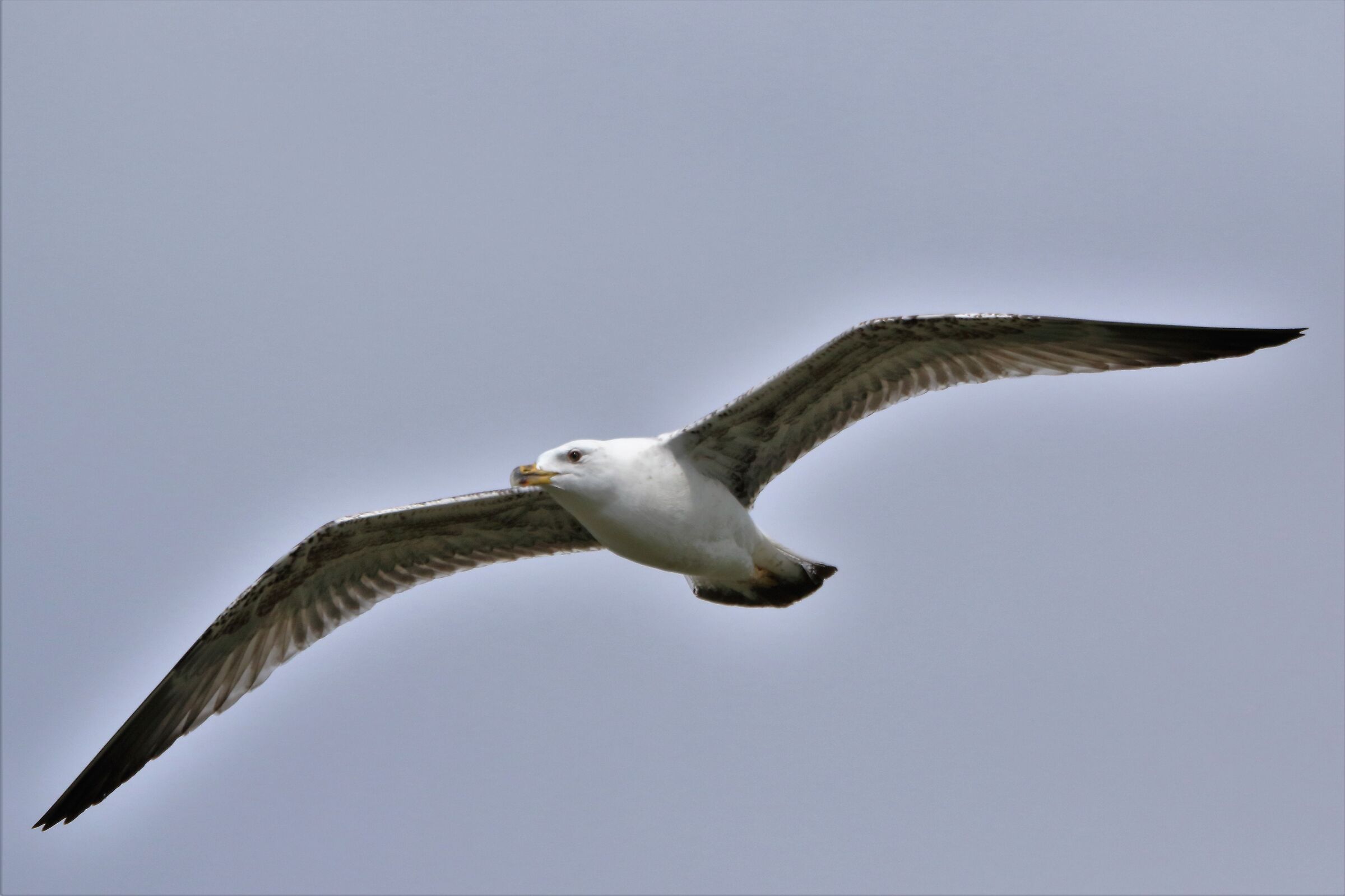 Land gull