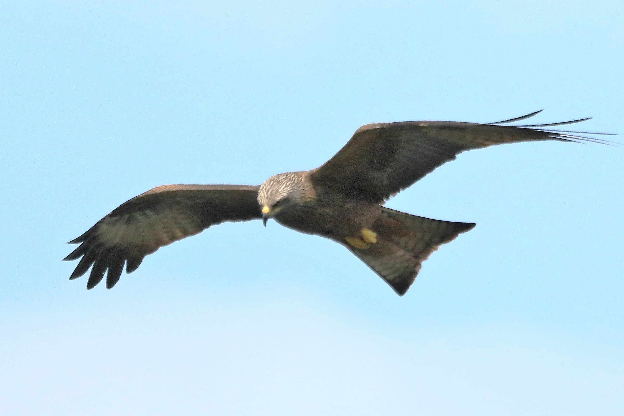 Black kite