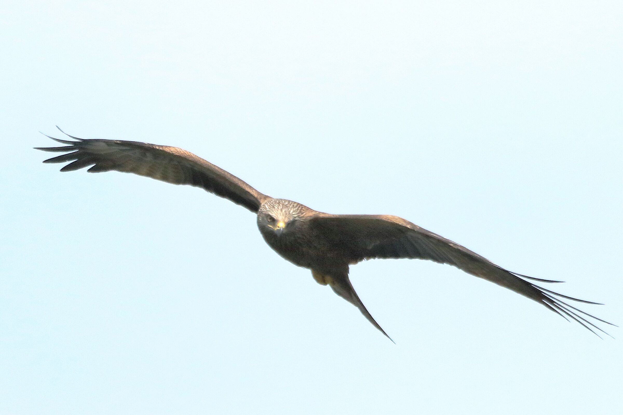 Black kite
