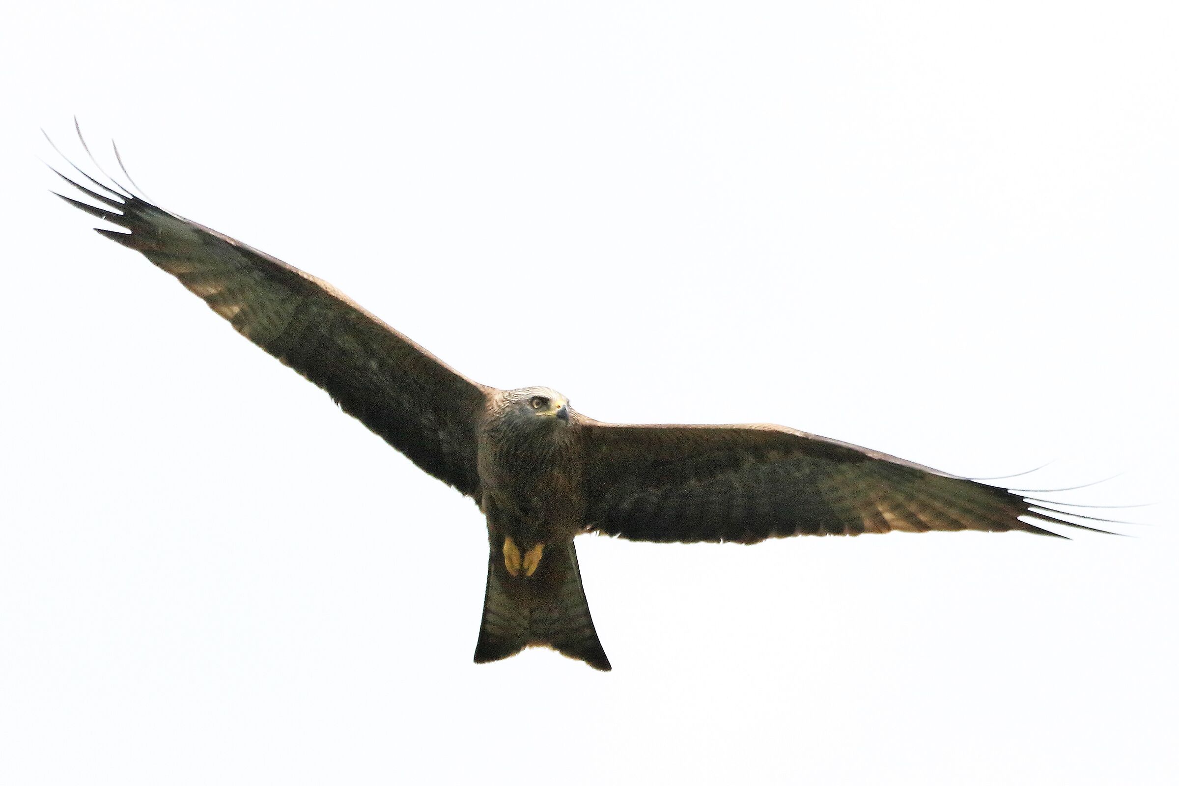 Black kite