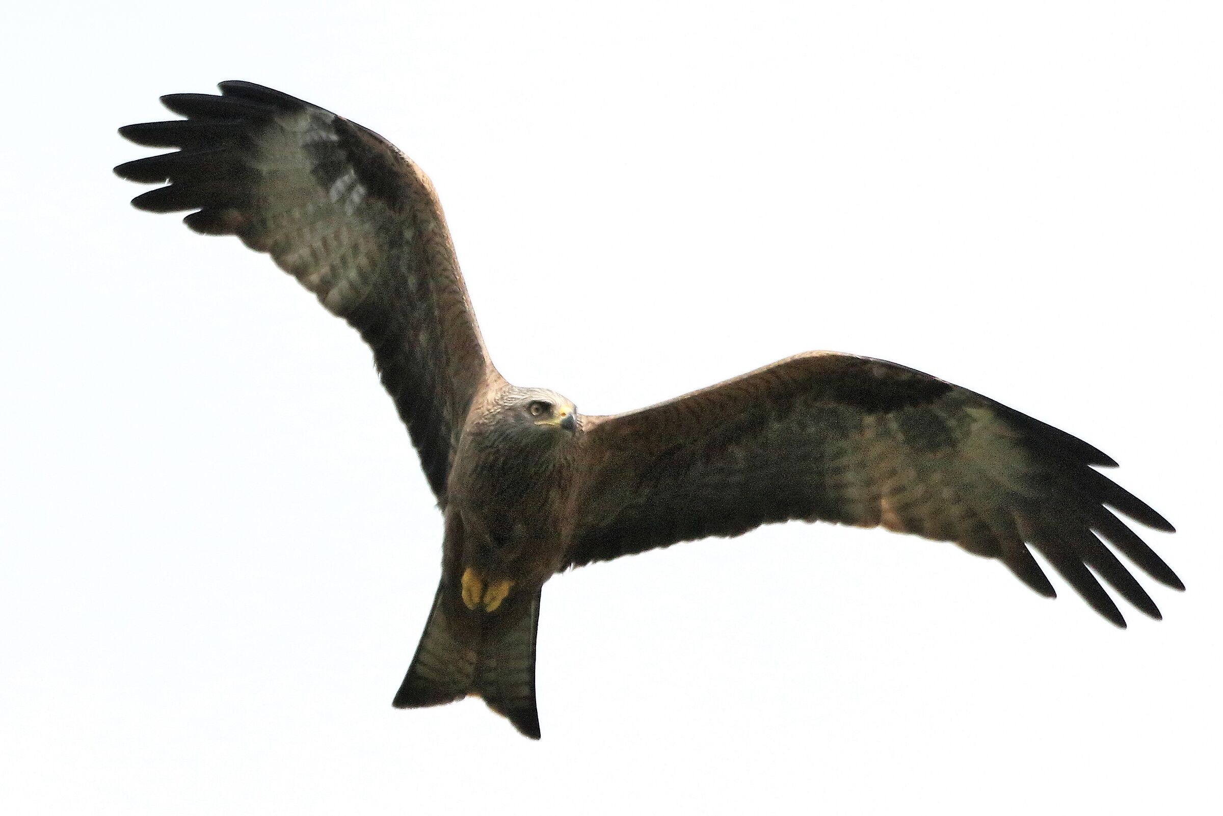 Black kite