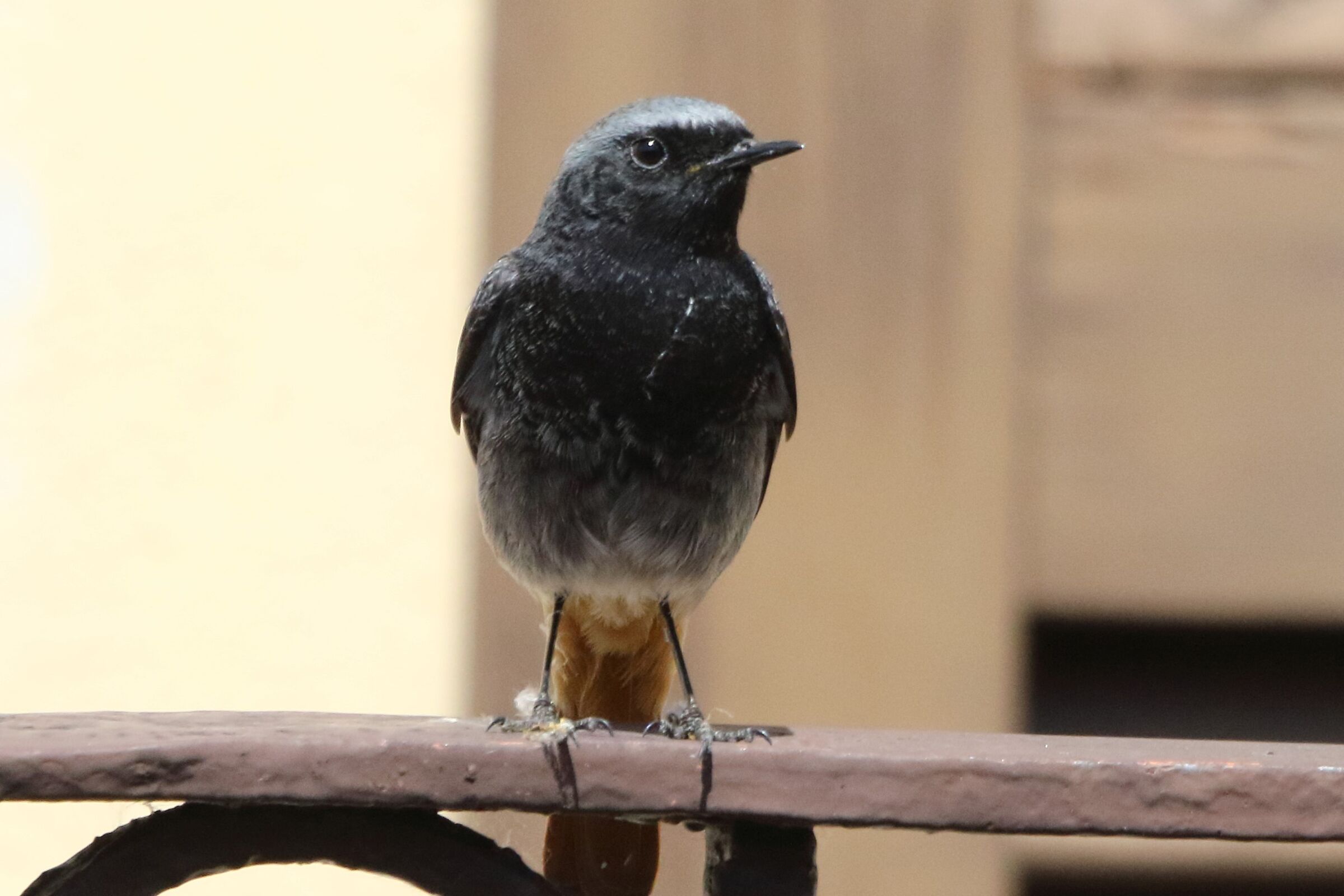 redstart