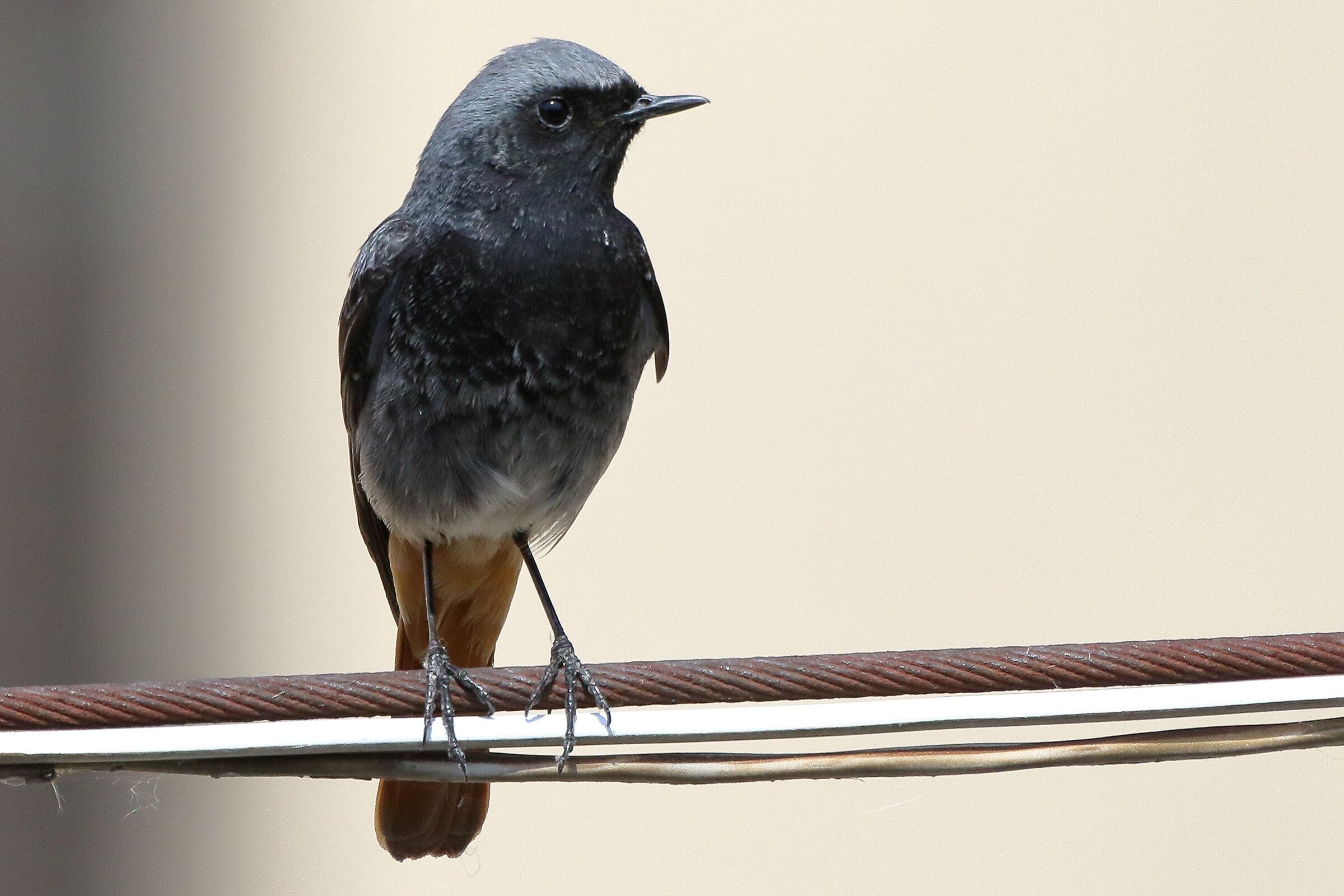 redstart