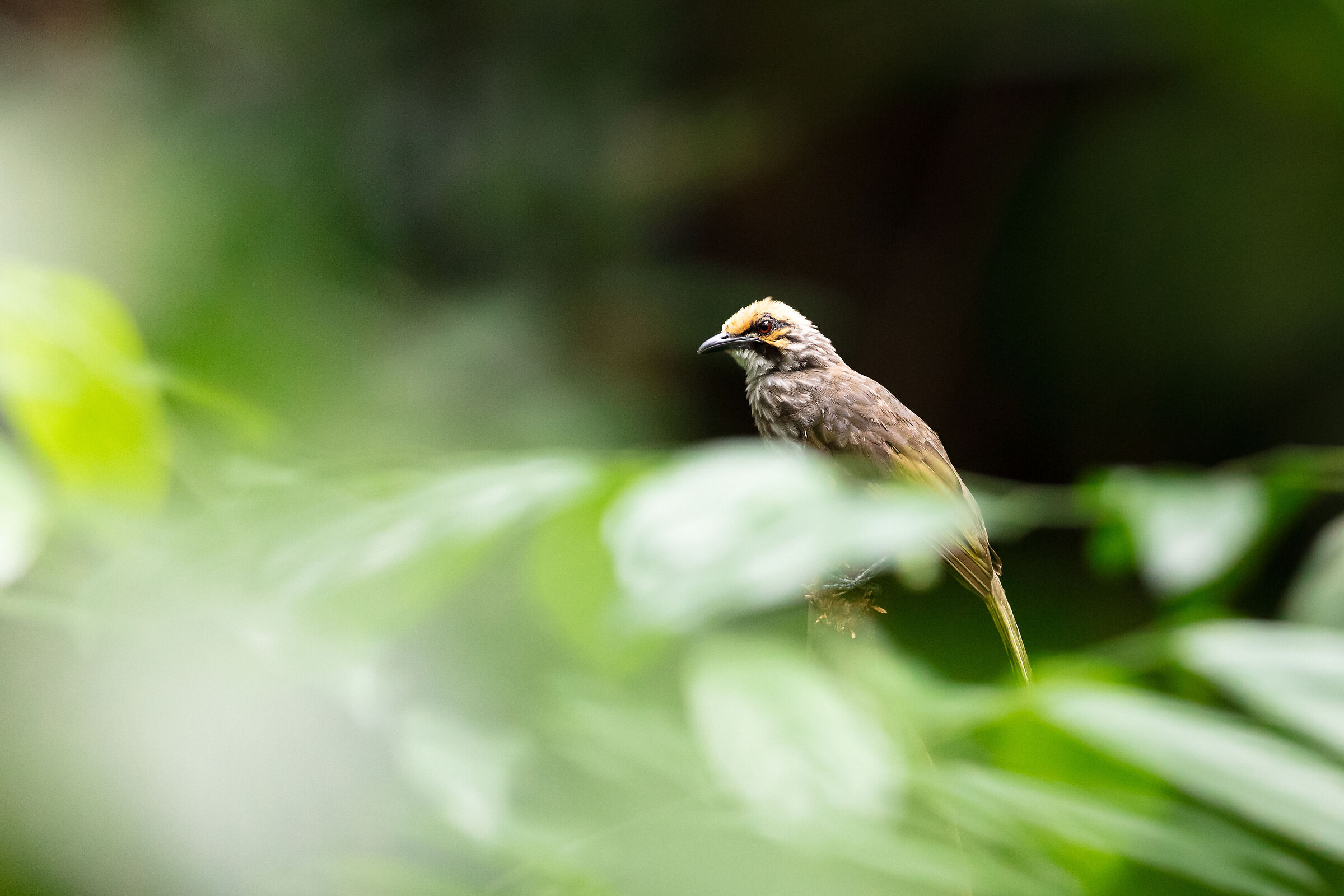 Straw-Headed Bulbul